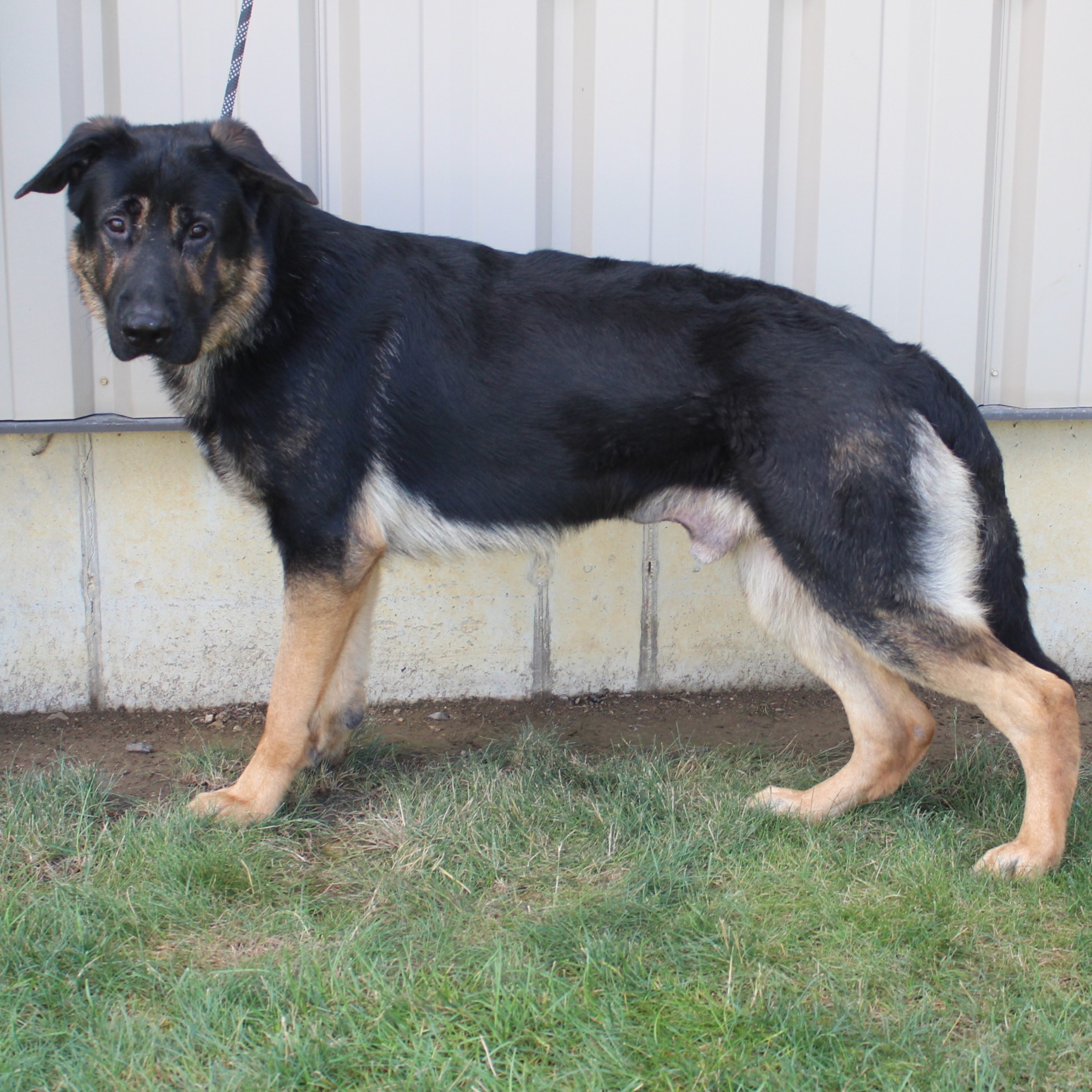 Enlarge Legend, a Adoptable Shepherd in Eaton, OH image 1/6