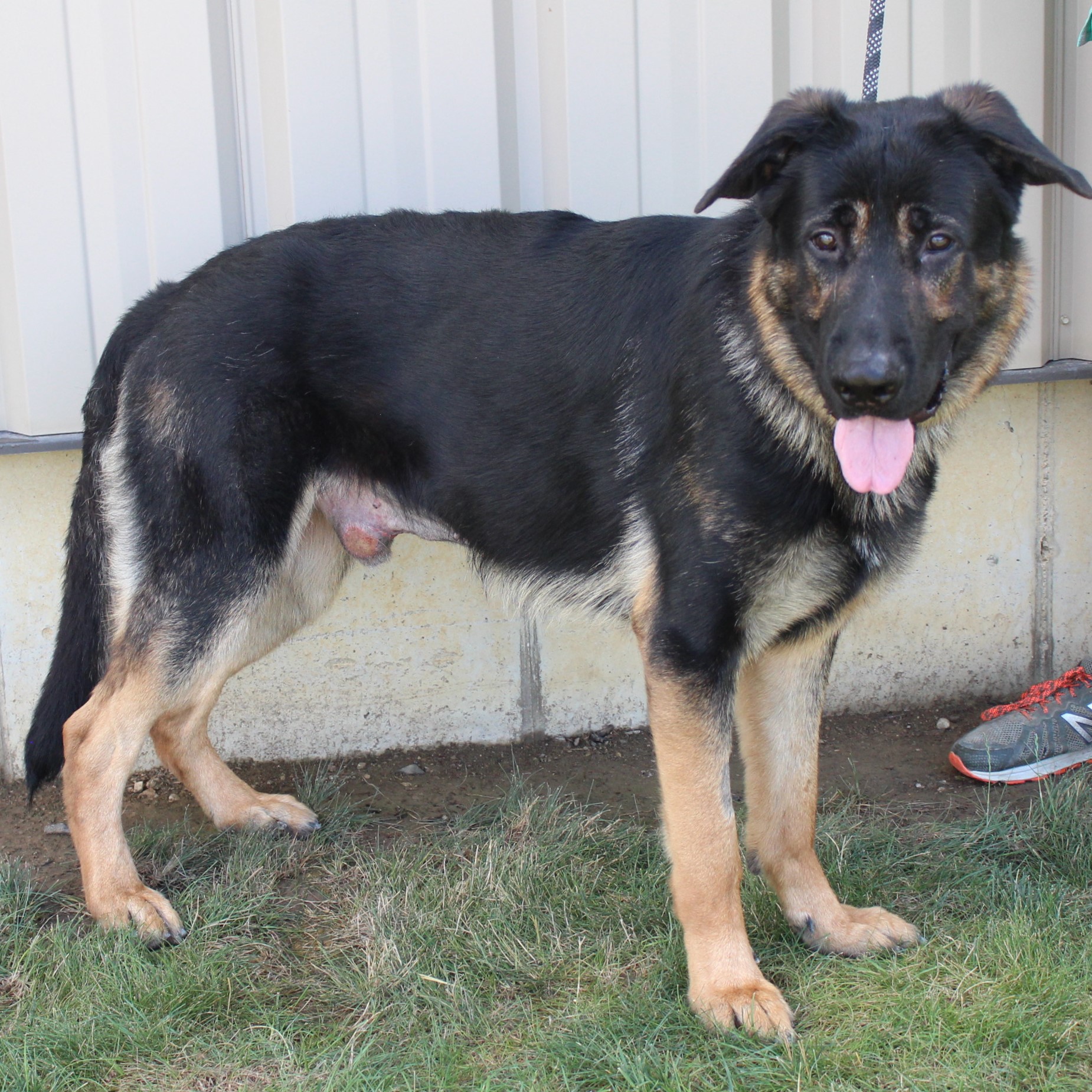 Enlarge Legend, a Adoptable Shepherd in Eaton, OH image 2/6