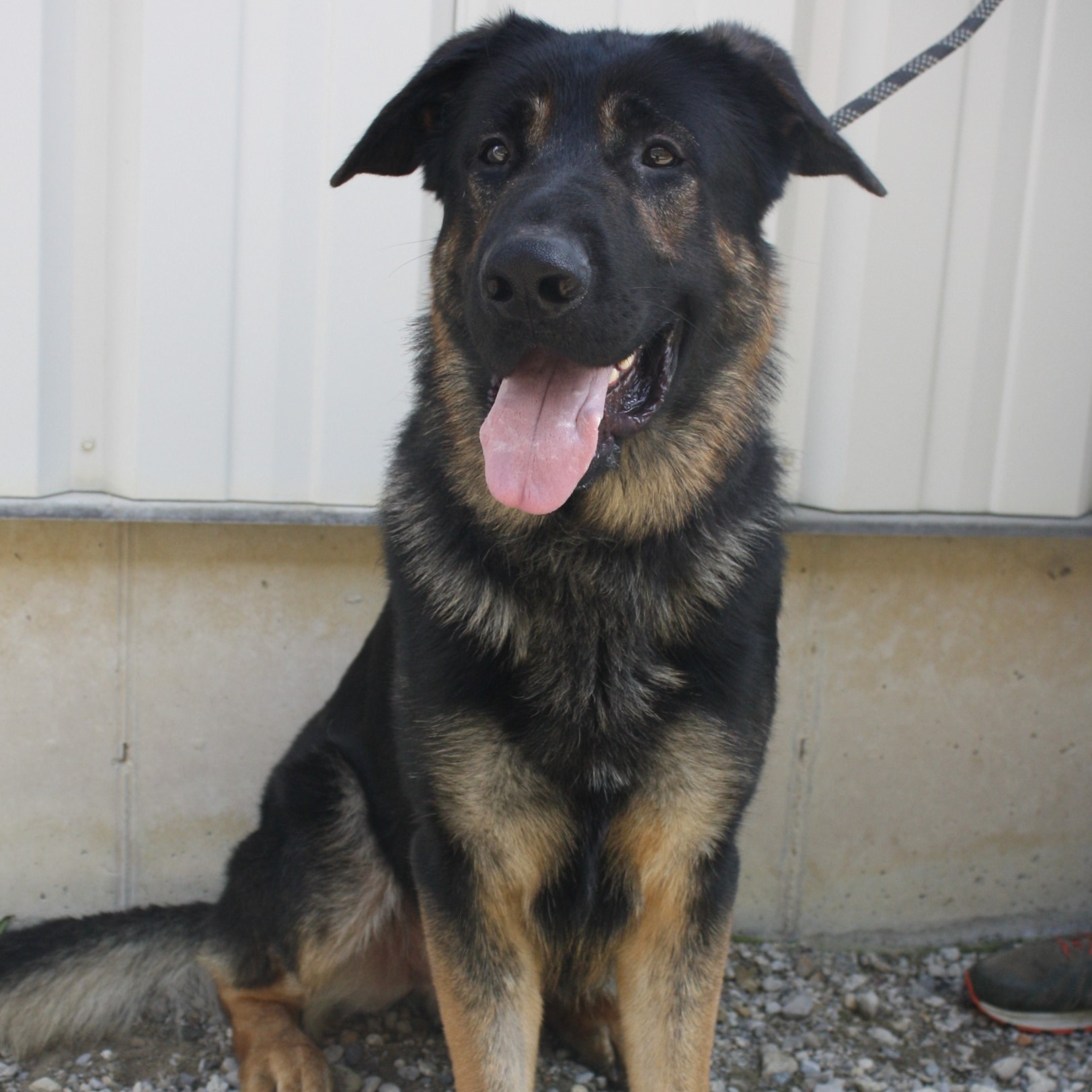 Enlarge Legend, a Adoptable Shepherd in Eaton, OH image 3/6