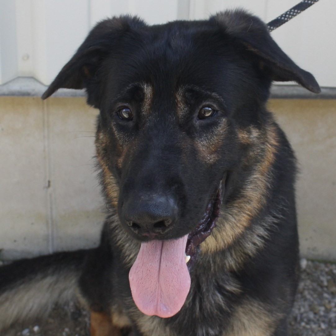 Enlarge Legend, a Adoptable Shepherd in Eaton, OH image 4/6