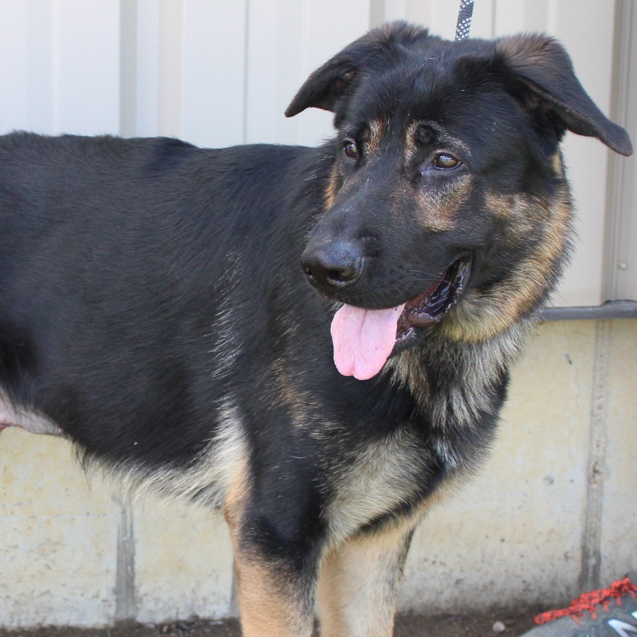 Enlarge Legend, a Adoptable Shepherd in Eaton, OH image 5/6