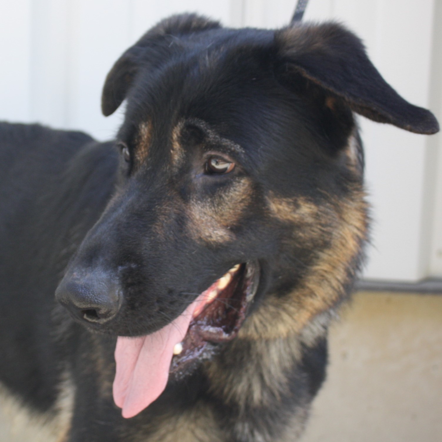 Enlarge Legend, a Adoptable Shepherd in Eaton, OH image 6/6