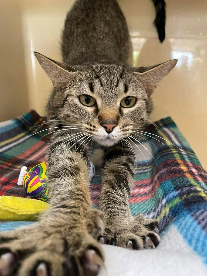 Mila, ADOPTABLE, Adult Female Domestic Short Hair.