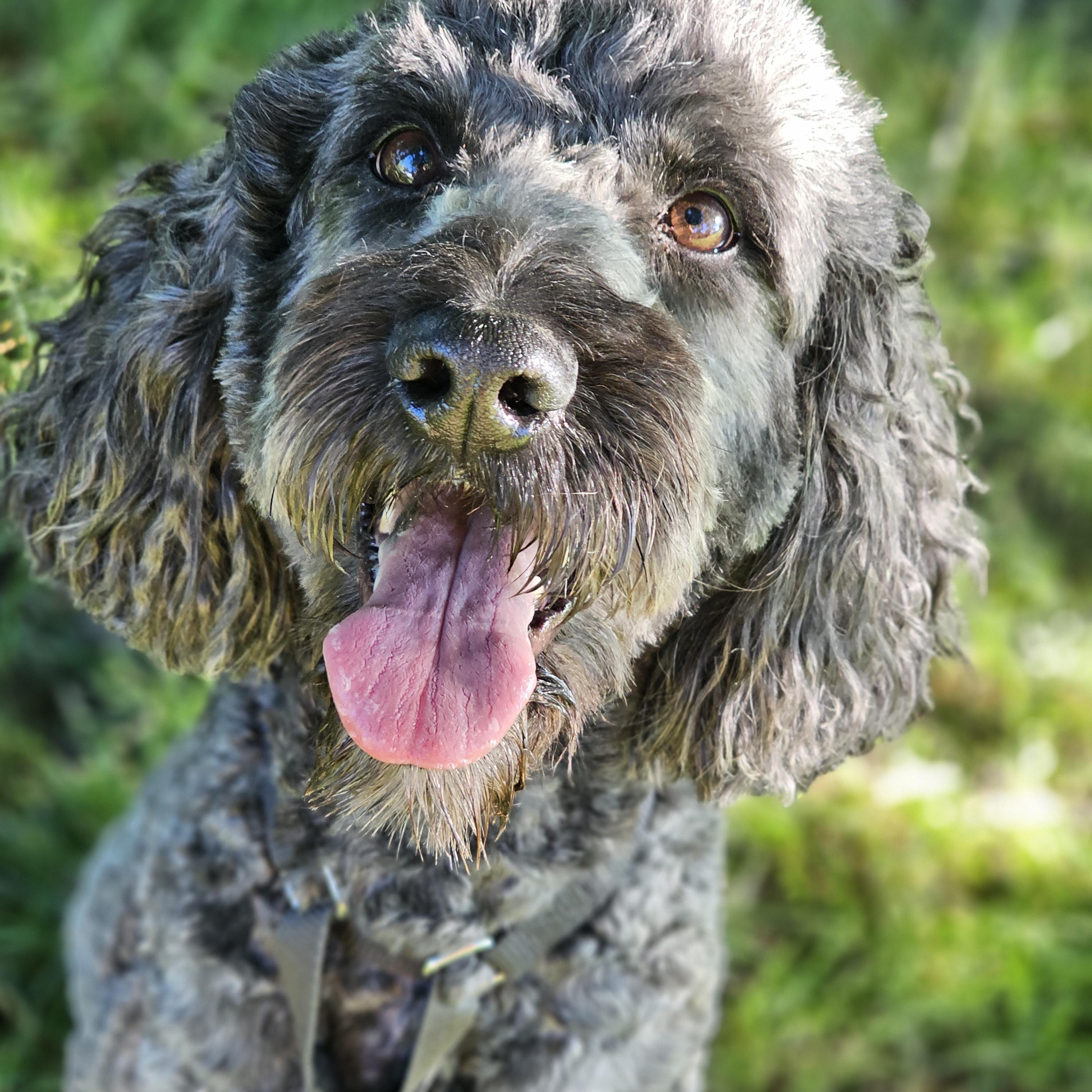 Chewey, a ADOPTABLE Goldendoodle in O Fallon, IL image 4/6