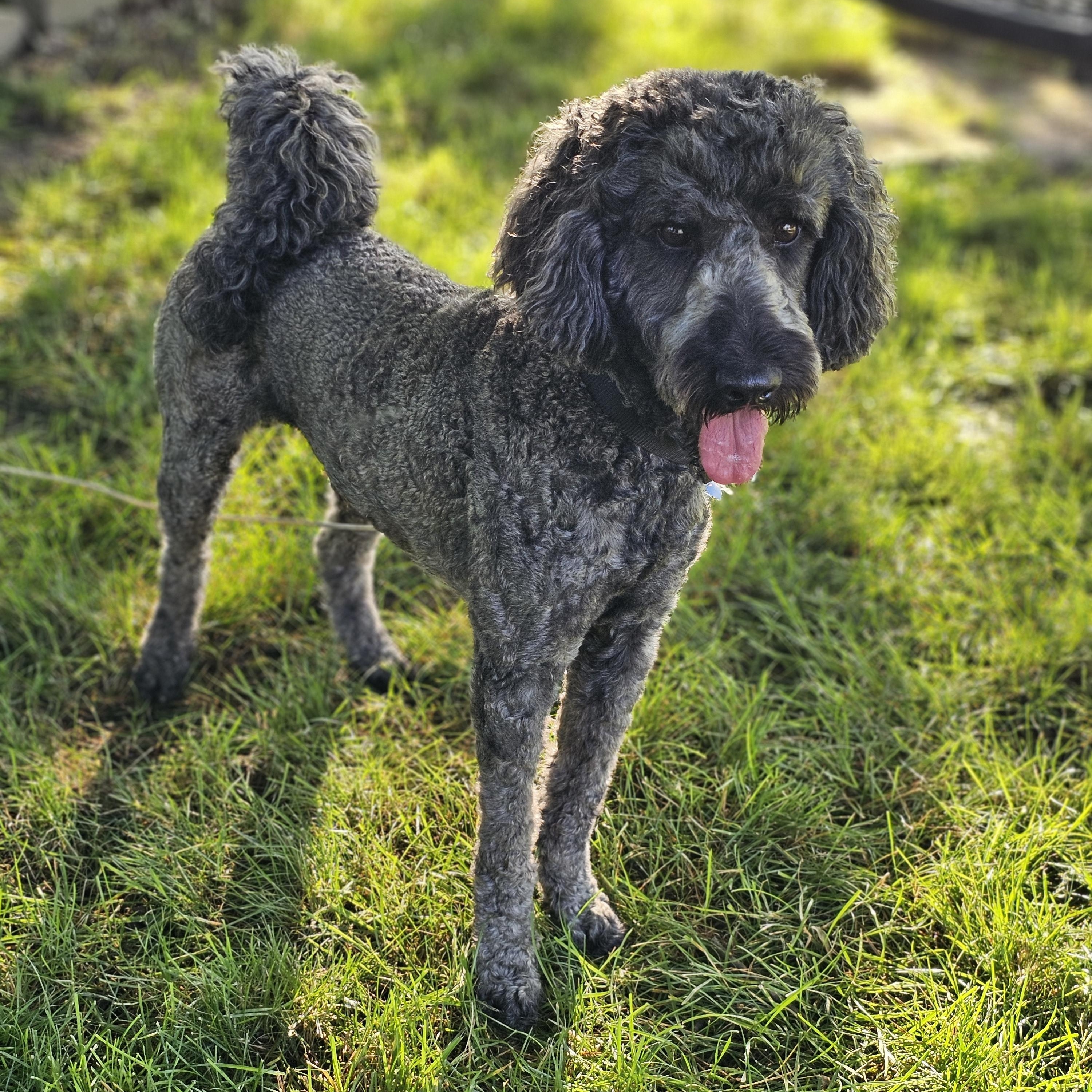 Chewey, a ADOPTABLE Goldendoodle in O Fallon, IL image 2/6