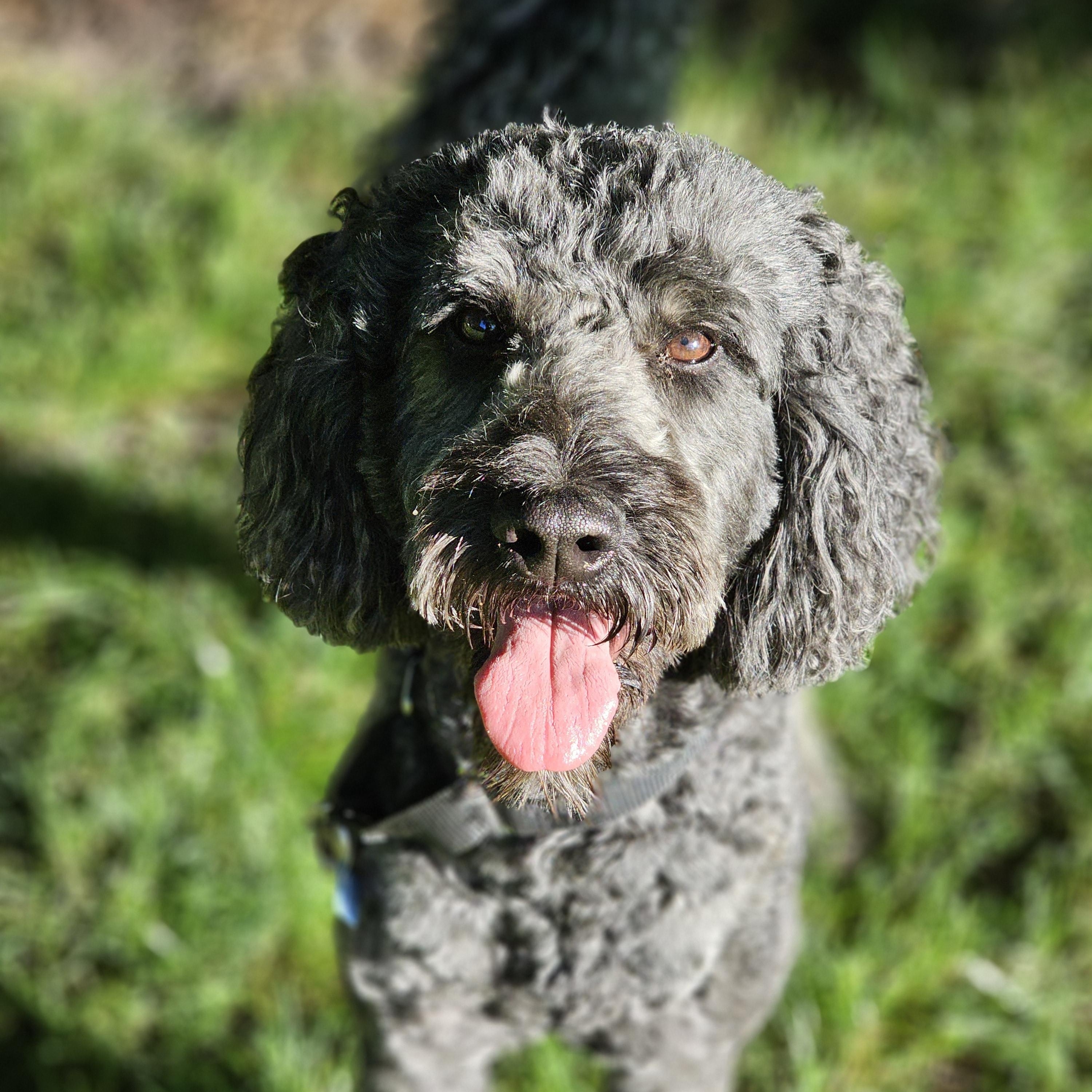 Chewey, ADOPTABLE, Adult Male Goldendoodle.