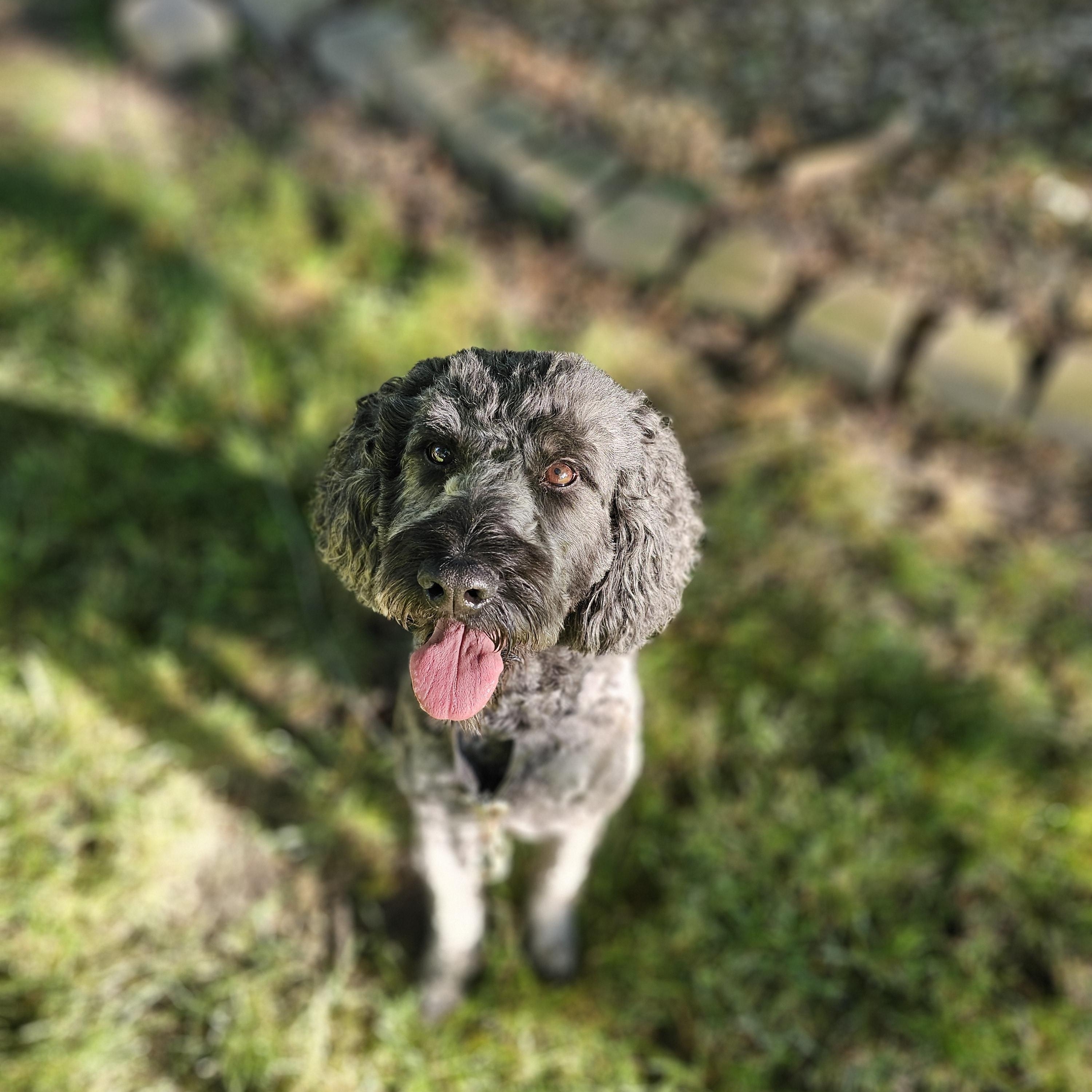 Chewey, a ADOPTABLE Goldendoodle in O Fallon, IL image 3/6