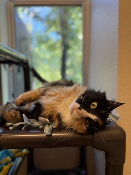 Enlarge Donna, a Adoptable mixed breed in Pleasanton, CA image 1/3