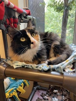 Enlarge Donna, a Adoptable mixed breed in Pleasanton, CA image 2/3