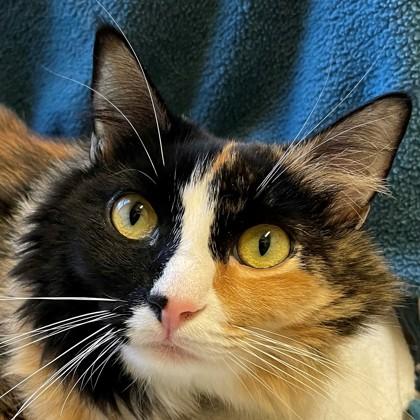 Enlarge Donna, a Adoptable mixed breed in Pleasanton, CA image 3/3