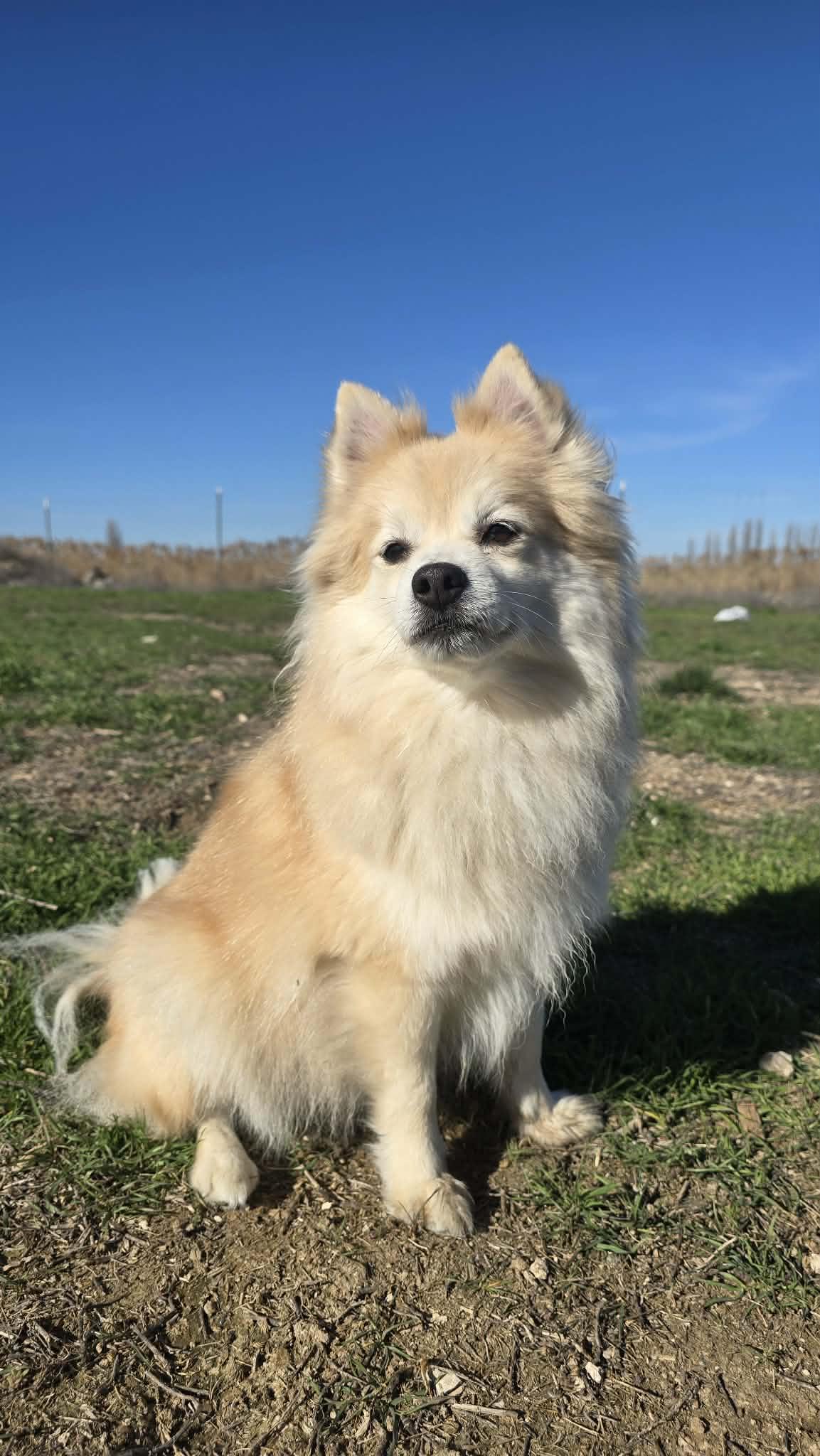 Milky Way, ADOPTABLE, Adult Male Pomeranian.