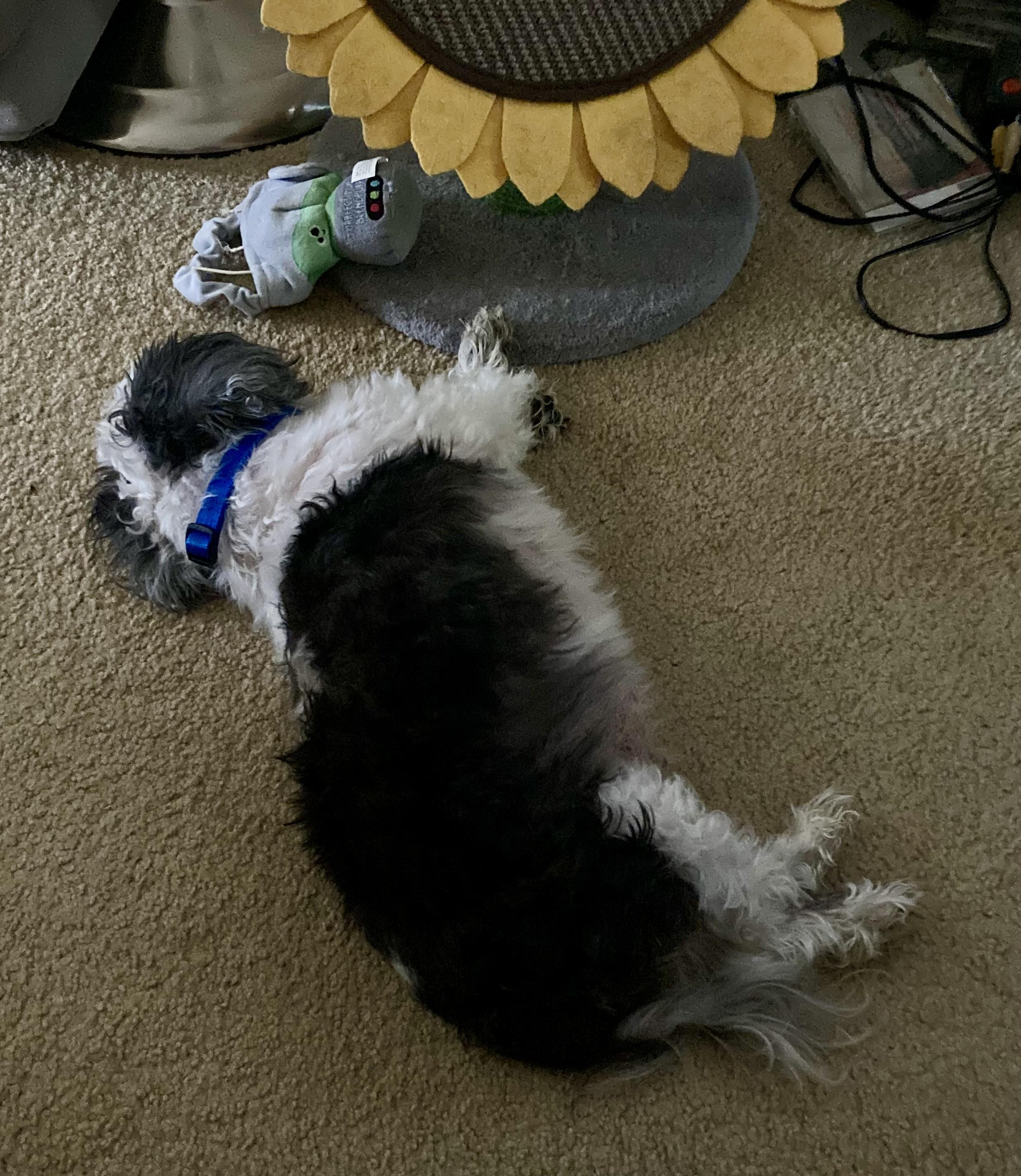 Boober, a Adoptable Shih Tzu in Vallonia, IN image 4/5