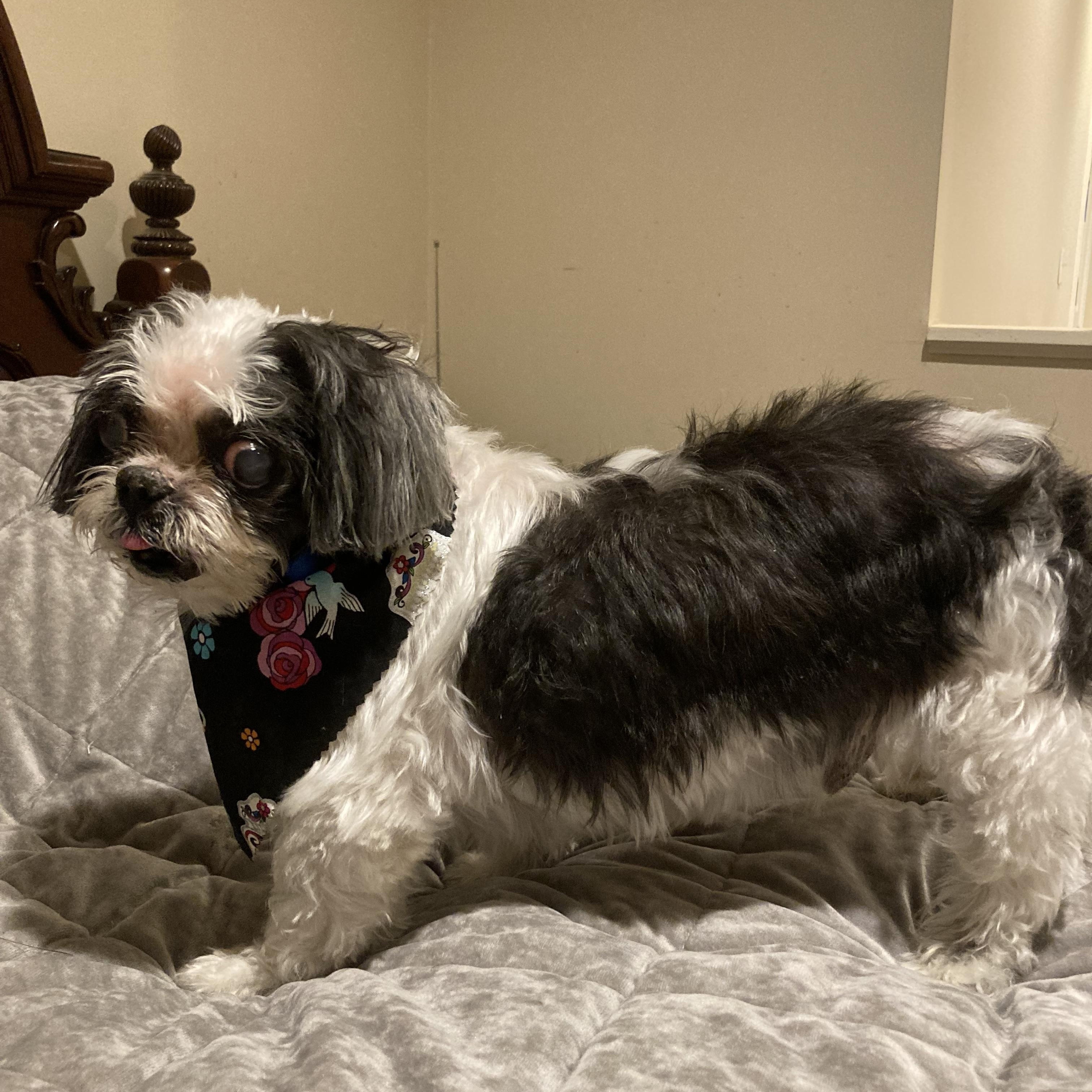 Boober, a Adoptable Shih Tzu in Vallonia, IN image 3/5