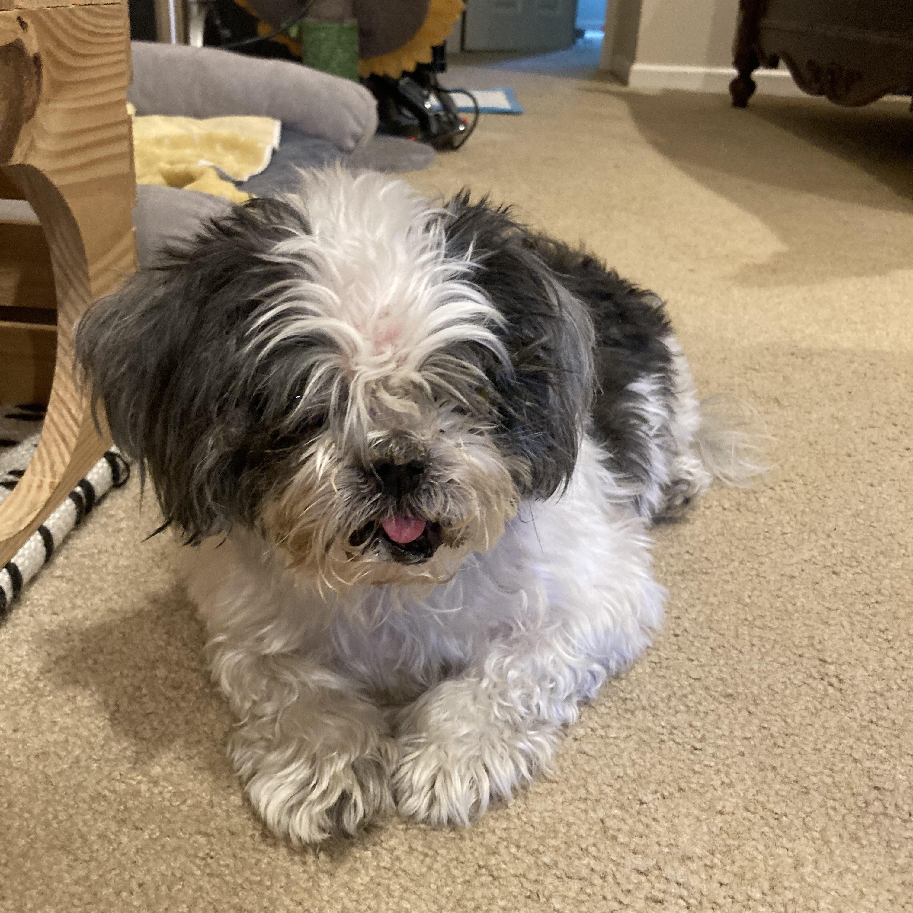 Boober, a Adoptable Shih Tzu in Vallonia, IN image 1/5