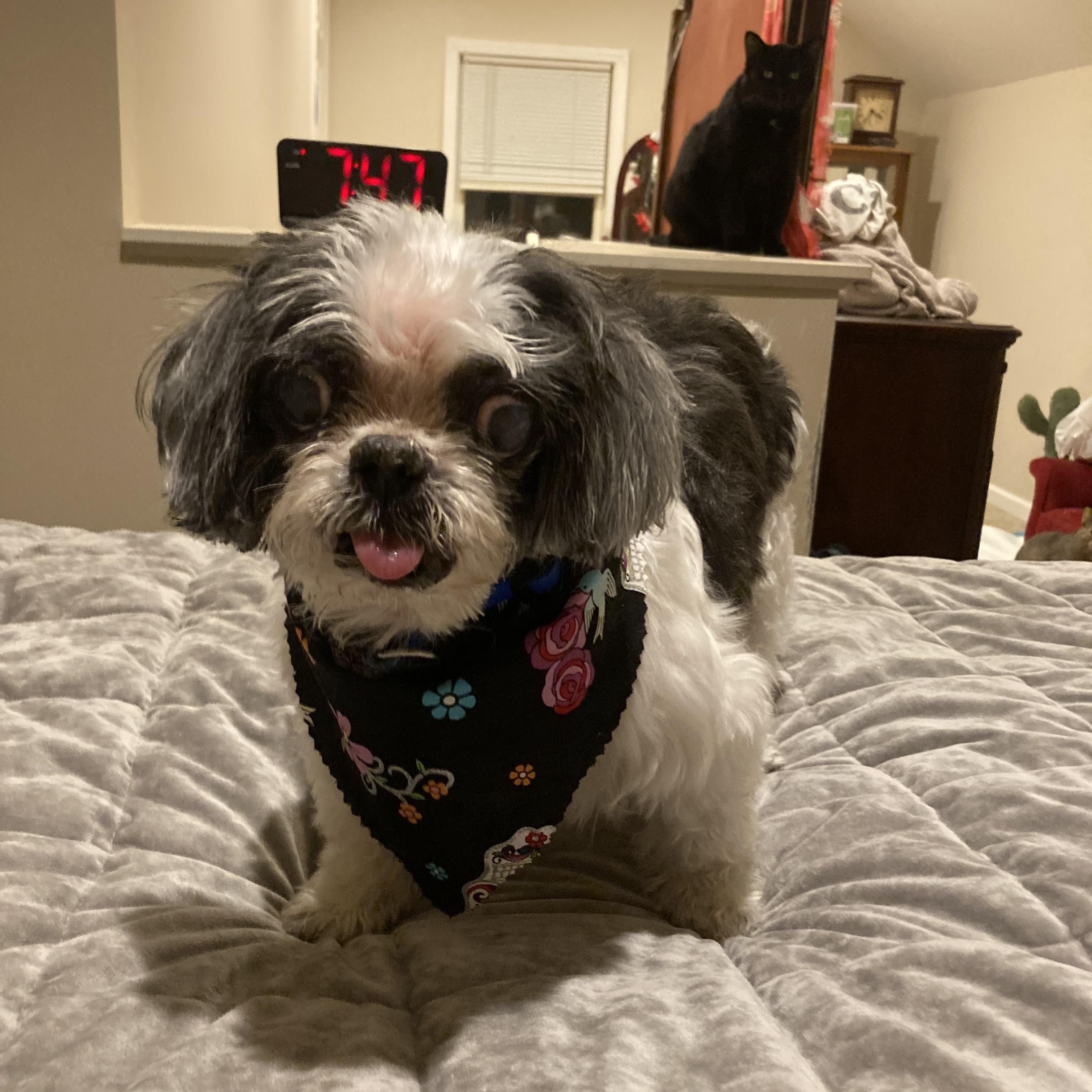 Boober, a Adoptable Shih Tzu in Vallonia, IN image 2/5