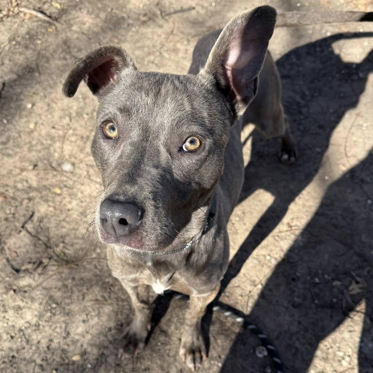 Party Nugget, a Adoptable mixed breed in Sherman, TX image 2/4