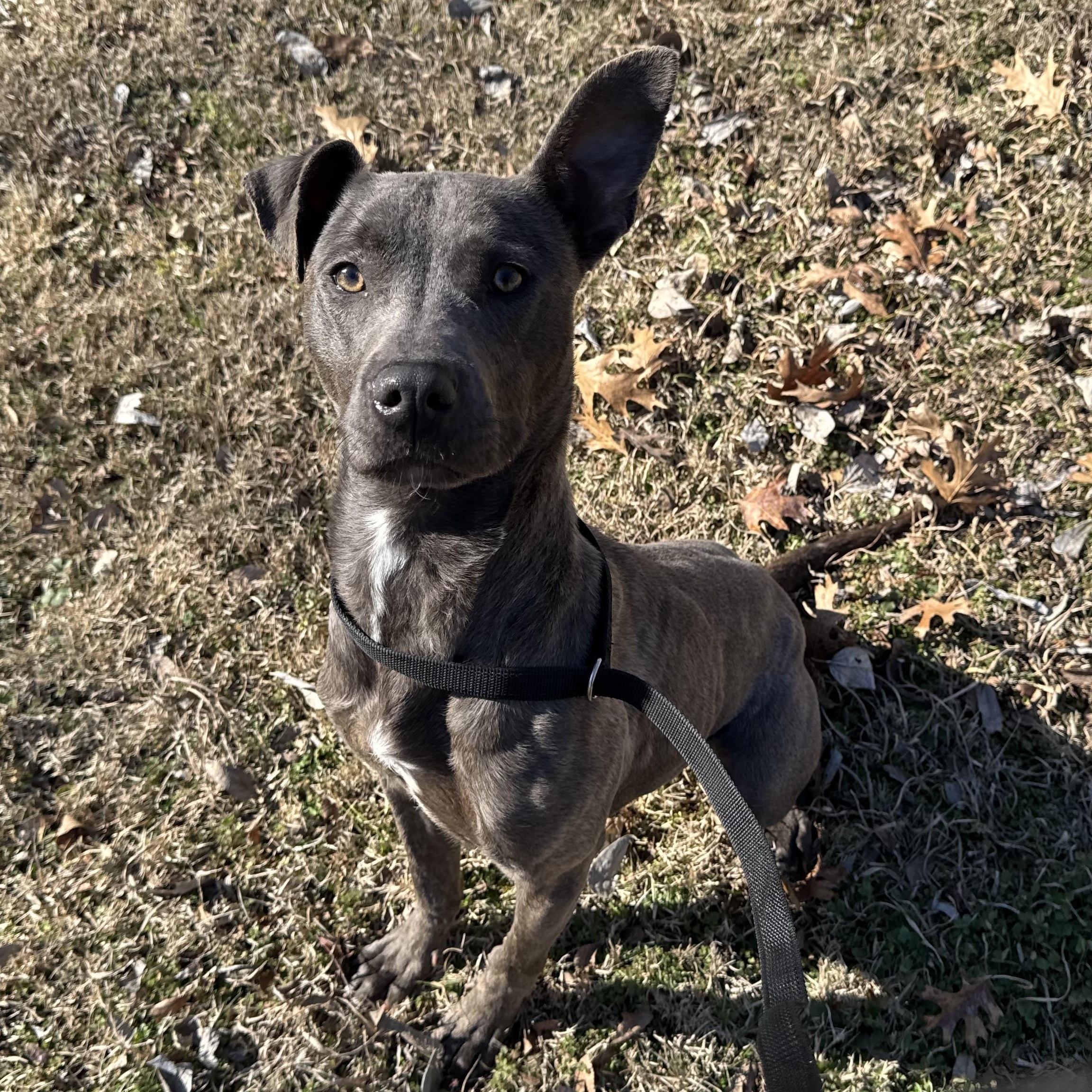 Enlarge Party Nugget, a Adoptable mixed breed in Sherman, TX image 1/4