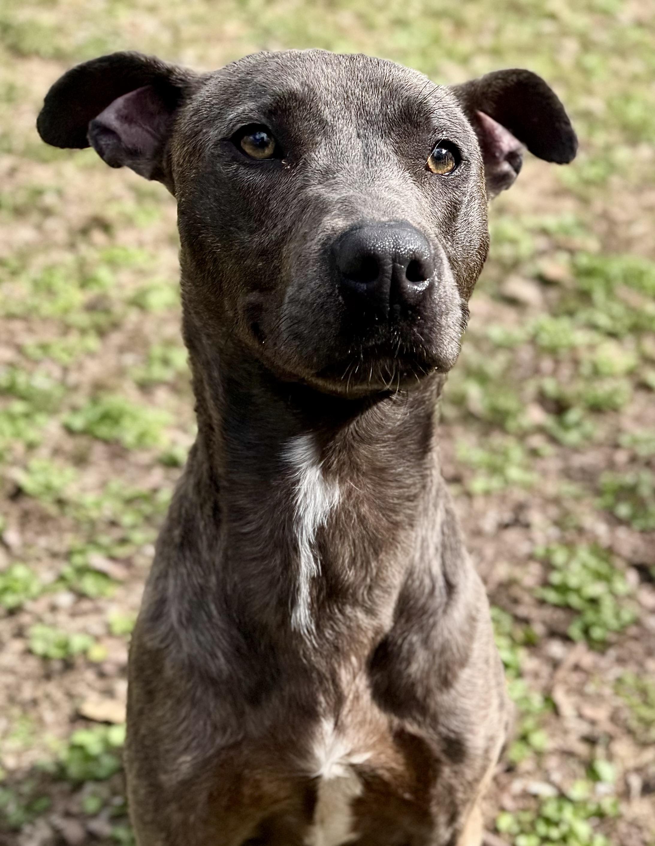 Party Nugget, Adoptable, Young Female Weimaraner & Plott Hound.