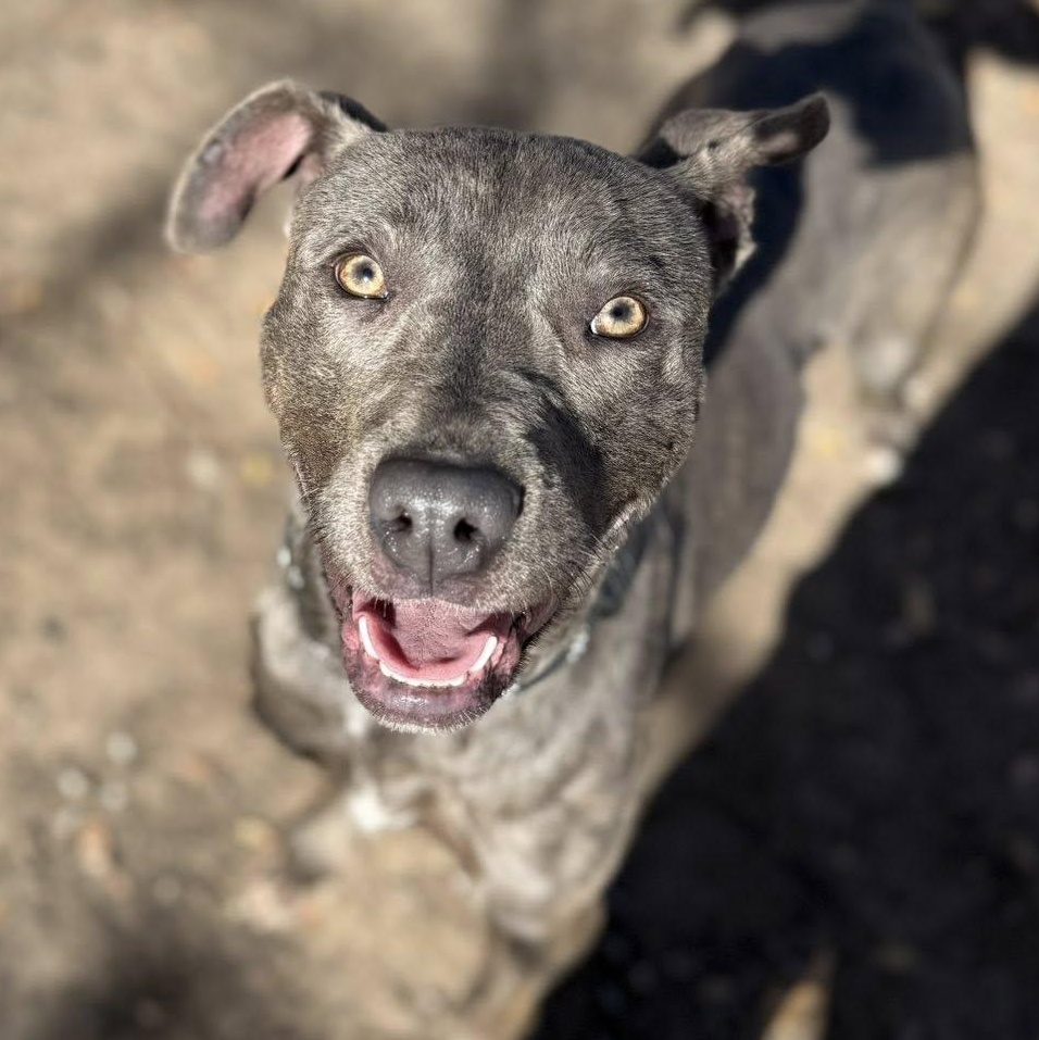 Party Nugget, a Adoptable mixed breed in Sherman, TX image 1/4