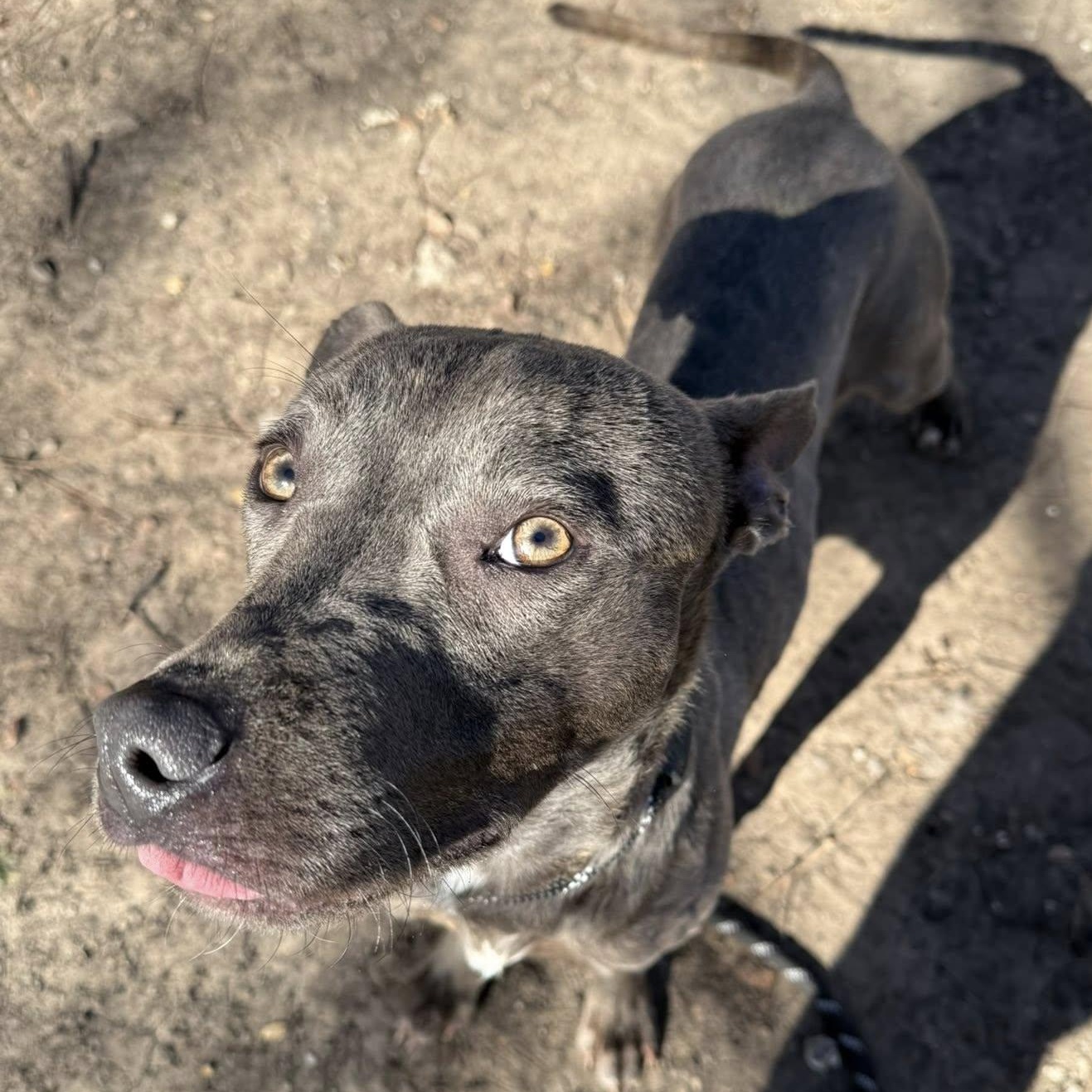 Party Nugget, a Adoptable mixed breed in Sherman, TX image 3/4