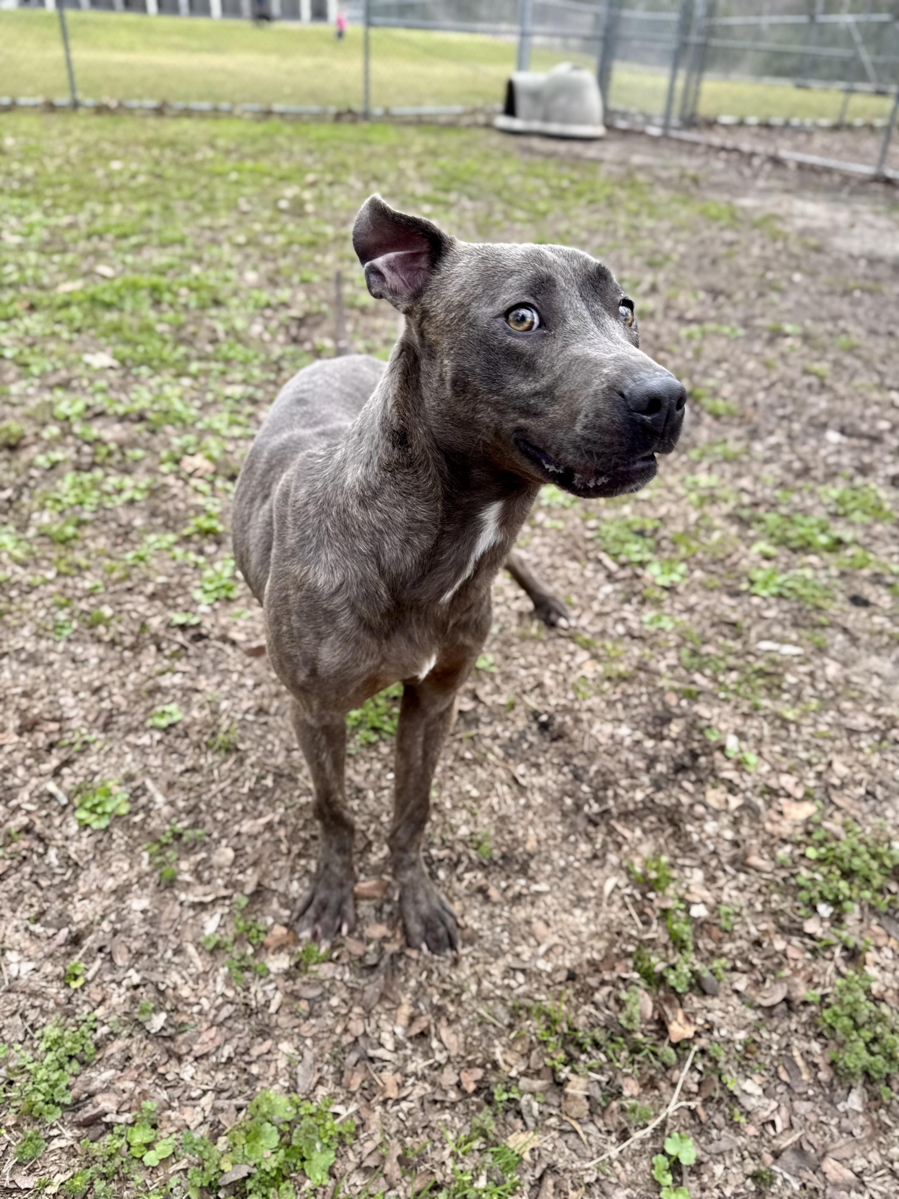 Enlarge Party Nugget, a Adoptable mixed breed in Sherman, TX image 3/4