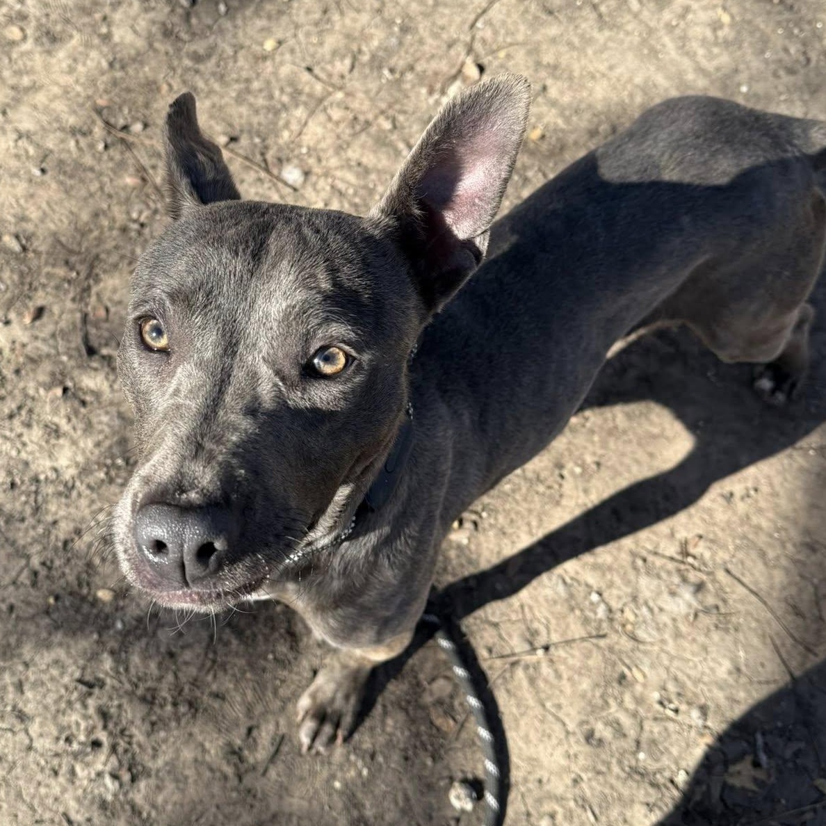 Party Nugget, a Adoptable mixed breed in Sherman, TX image 4/4