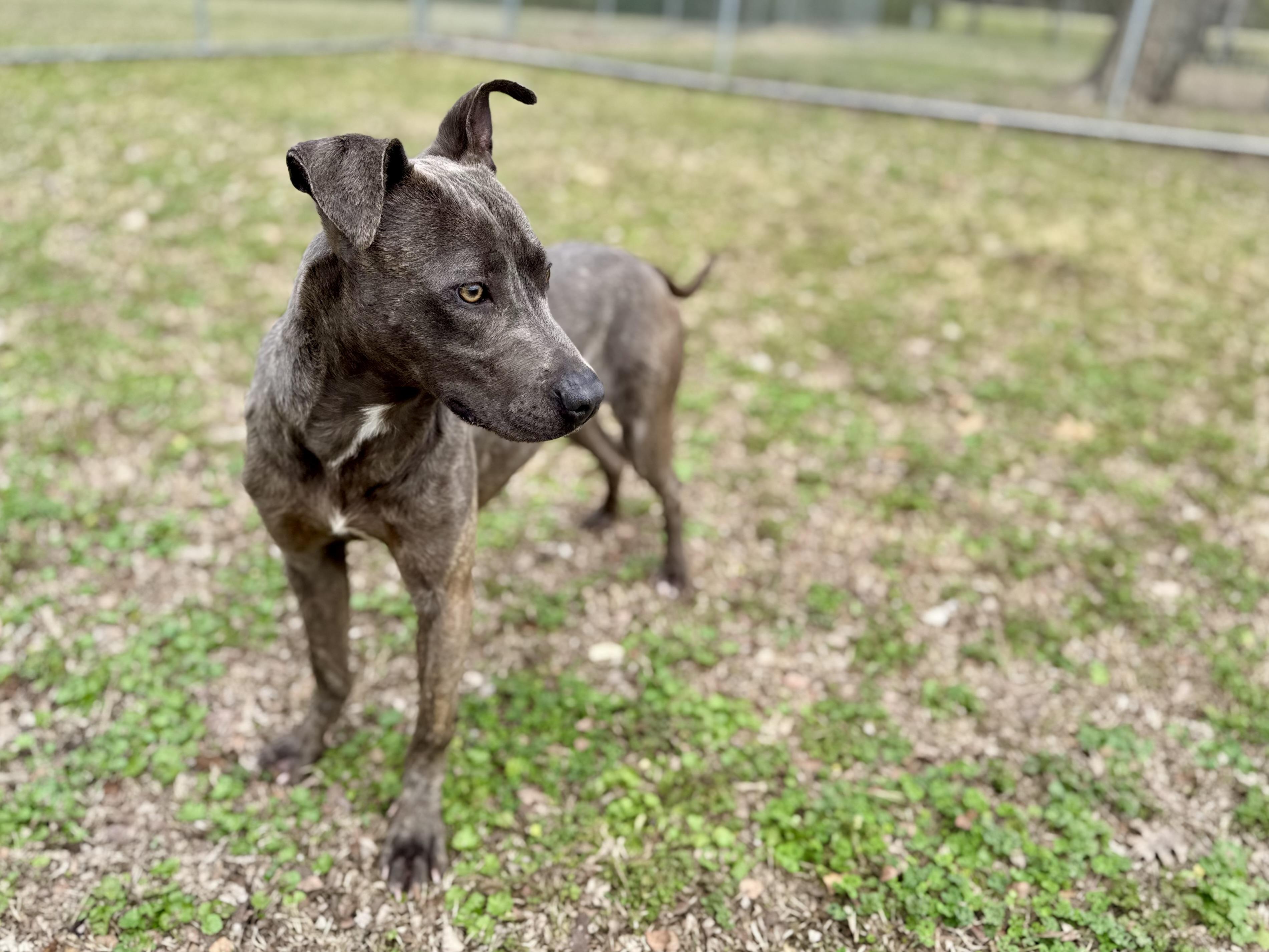 Enlarge Party Nugget, a Adoptable mixed breed in Sherman, TX image 4/4