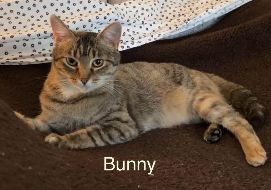 Enlarge Bunny, a Adoptable mixed breed in Ewing, NJ image 1/2
