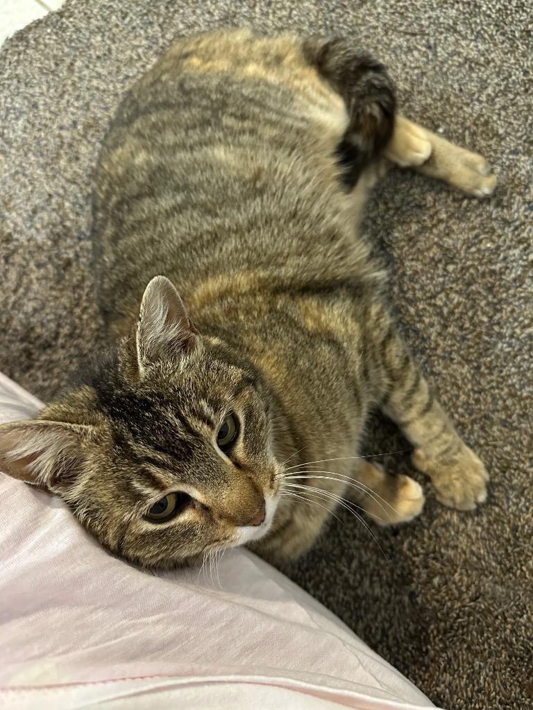 Enlarge Bunny, a Adoptable mixed breed in Ewing, NJ image 2/2