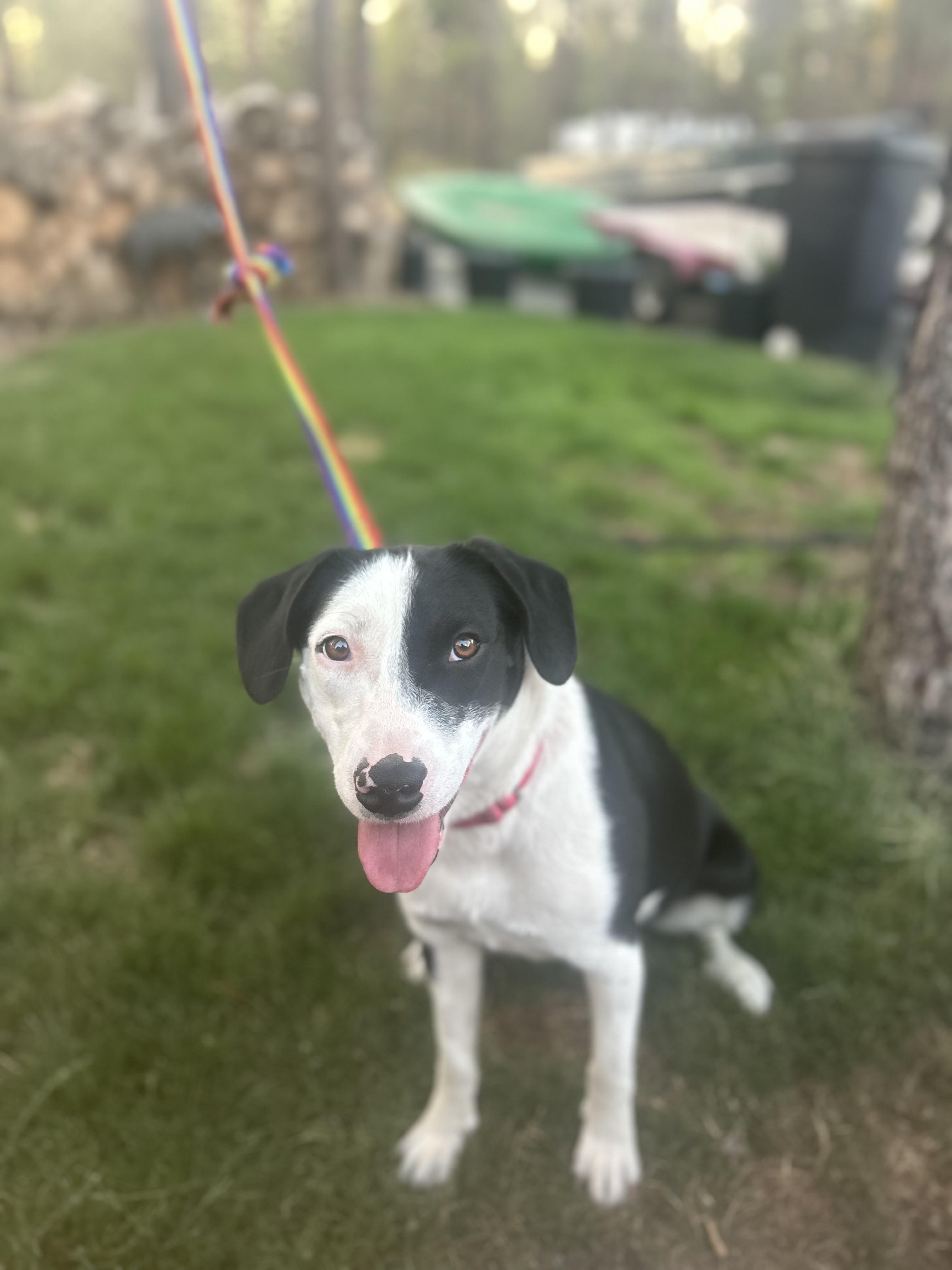 Callie, an adoptable Border Collie in Bend, OR, 97702 | Photo Image 1