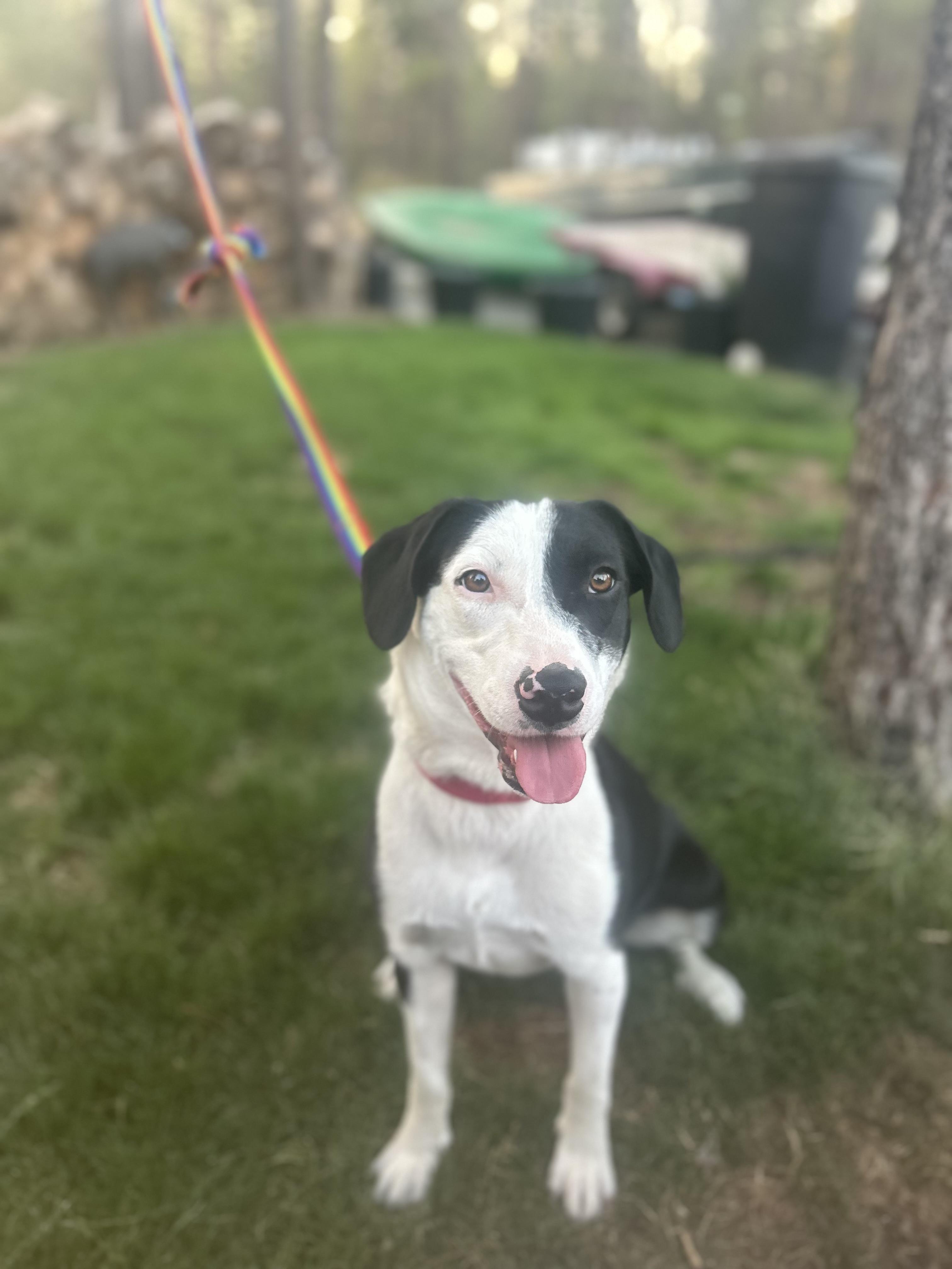 Callie, an adoptable Border Collie in Bend, OR, 97702 | Photo Image 2