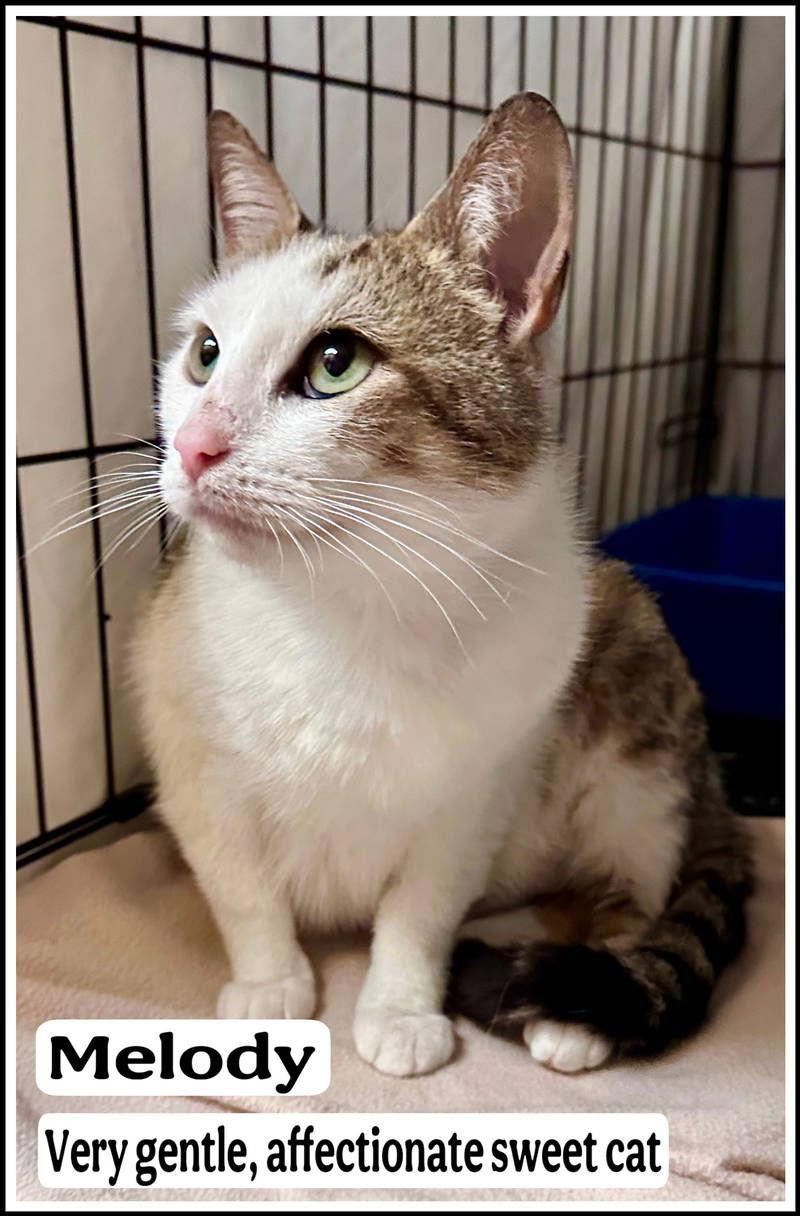 Melody (FCID# 05/13/2025 - 136), a Adopted Domestic Short Hair in Greenville, DE image 1/3