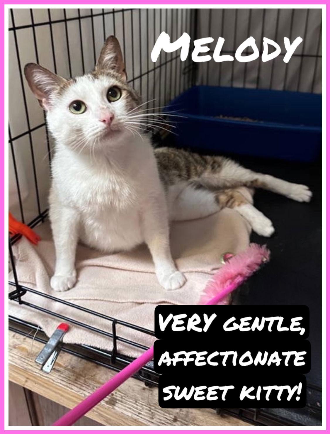 Melody (FCID# 05/13/2025 - 136), a Adopted Domestic Short Hair in Greenville, DE image 2/3