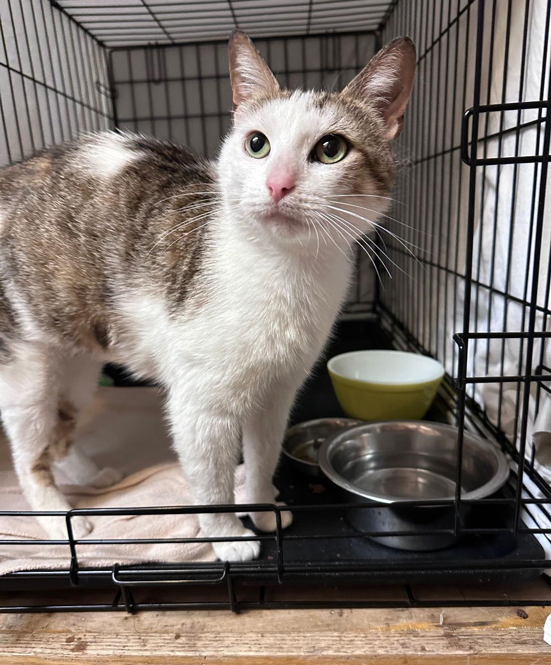 Melody (FCID# 05/13/2025 - 136), a Adopted Domestic Short Hair in Greenville, DE image 3/3