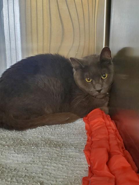 HOUDINI, Adoptable, Adult Male Siamese & Domestic Short Hair.