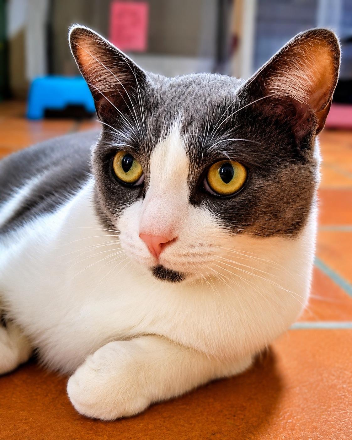 Enlarge Alejandro, a ADOPTABLE Domestic Short Hair in Scottsdale, AZ image 2/4