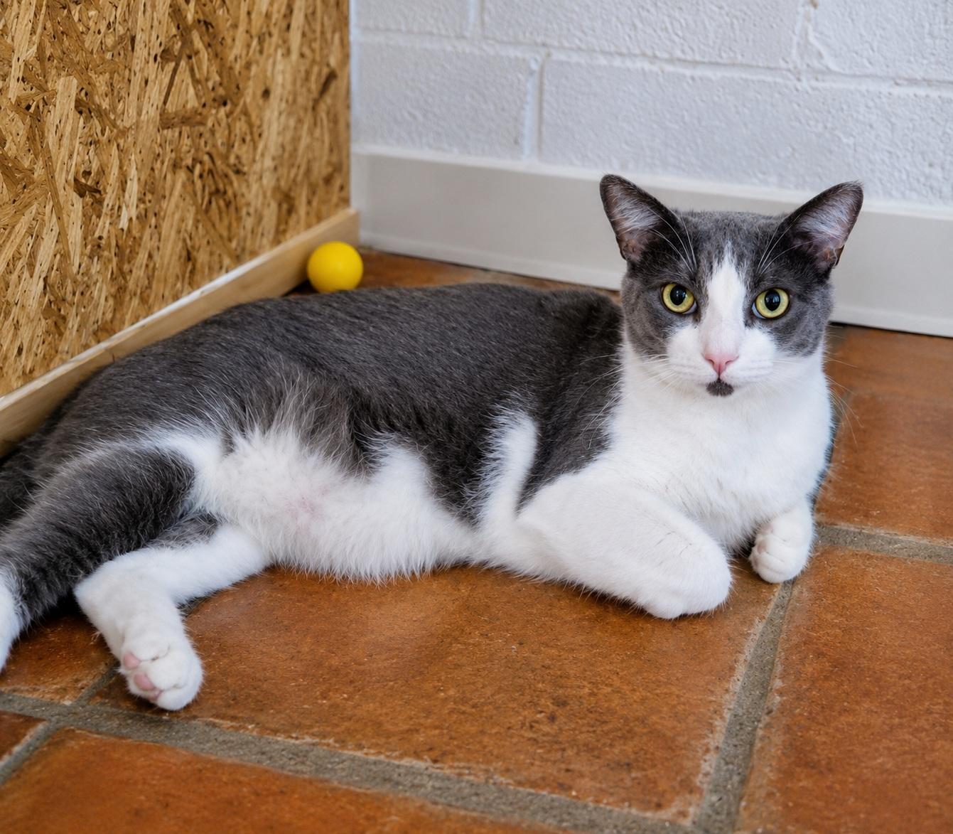 Enlarge Alejandro, a ADOPTABLE Domestic Short Hair in Scottsdale, AZ image 1/4