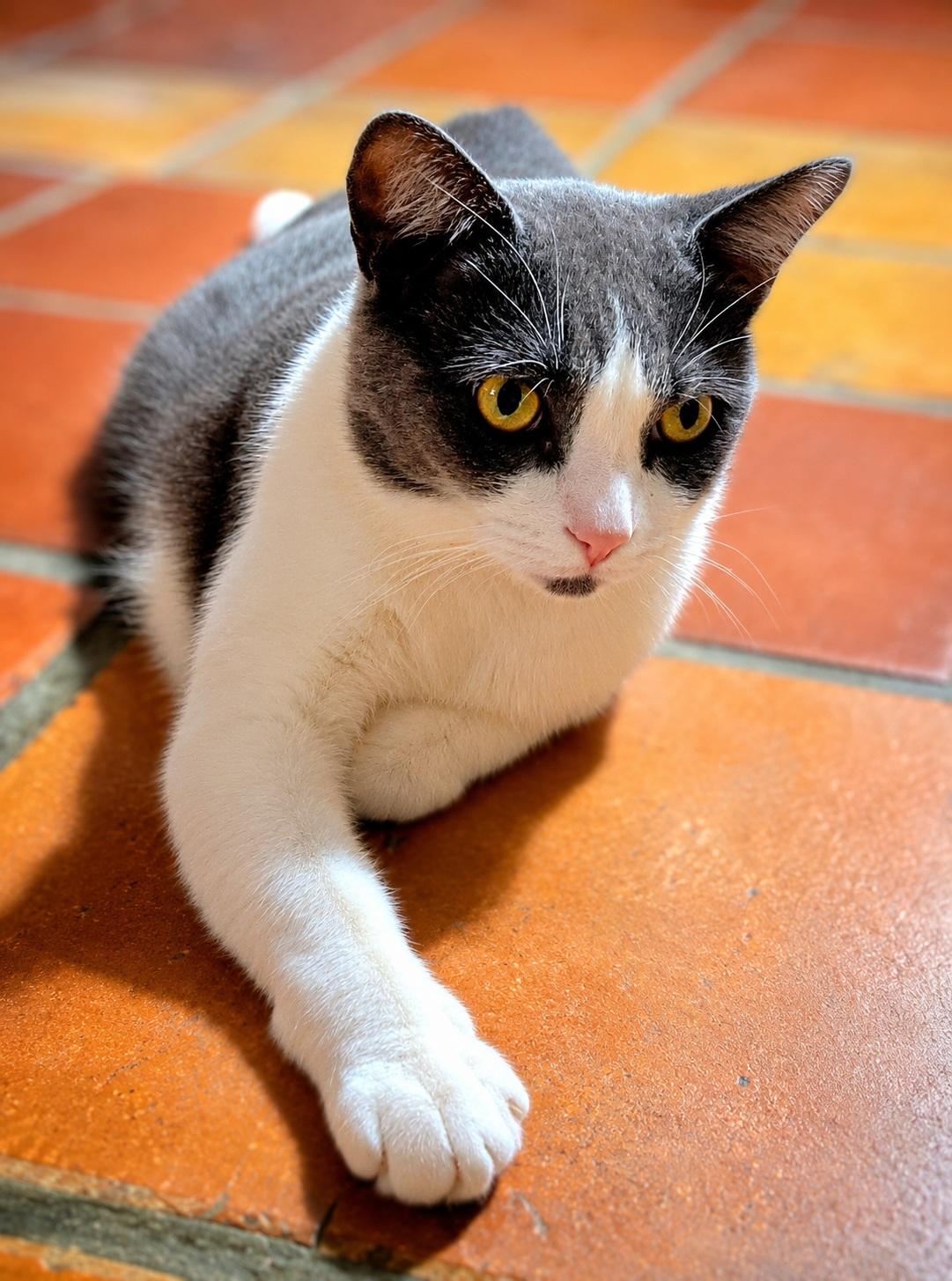 Enlarge Alejandro, a ADOPTABLE Domestic Short Hair in Scottsdale, AZ image 3/4