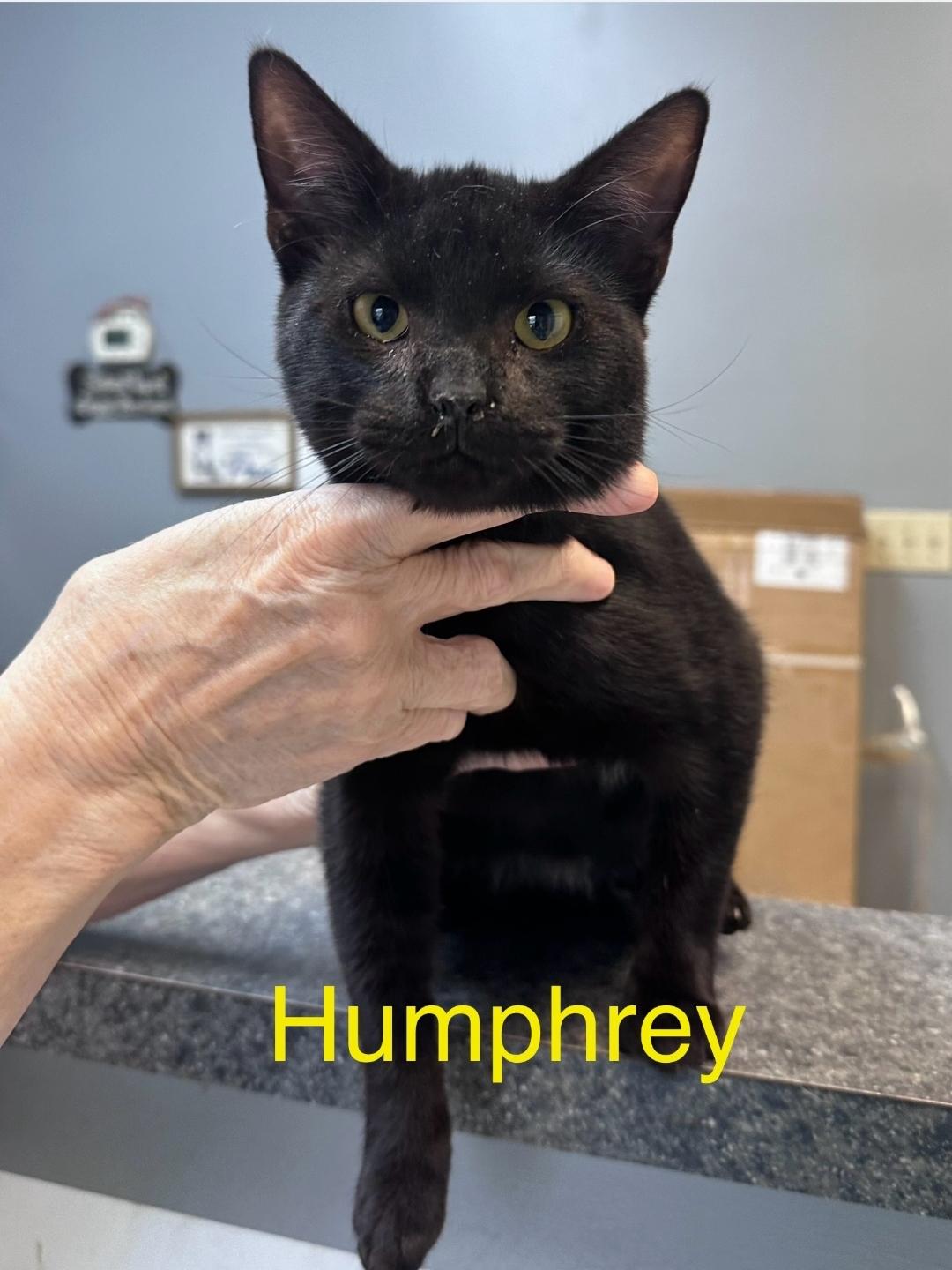 Humphrey , adopted, Adult Male Domestic Short Hair.