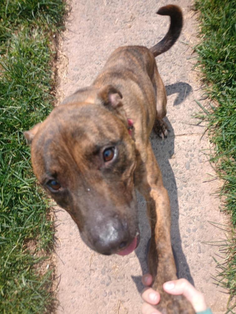 Enlarge Ben, a Adoptable mixed breed in Auburn, PA image 1/3