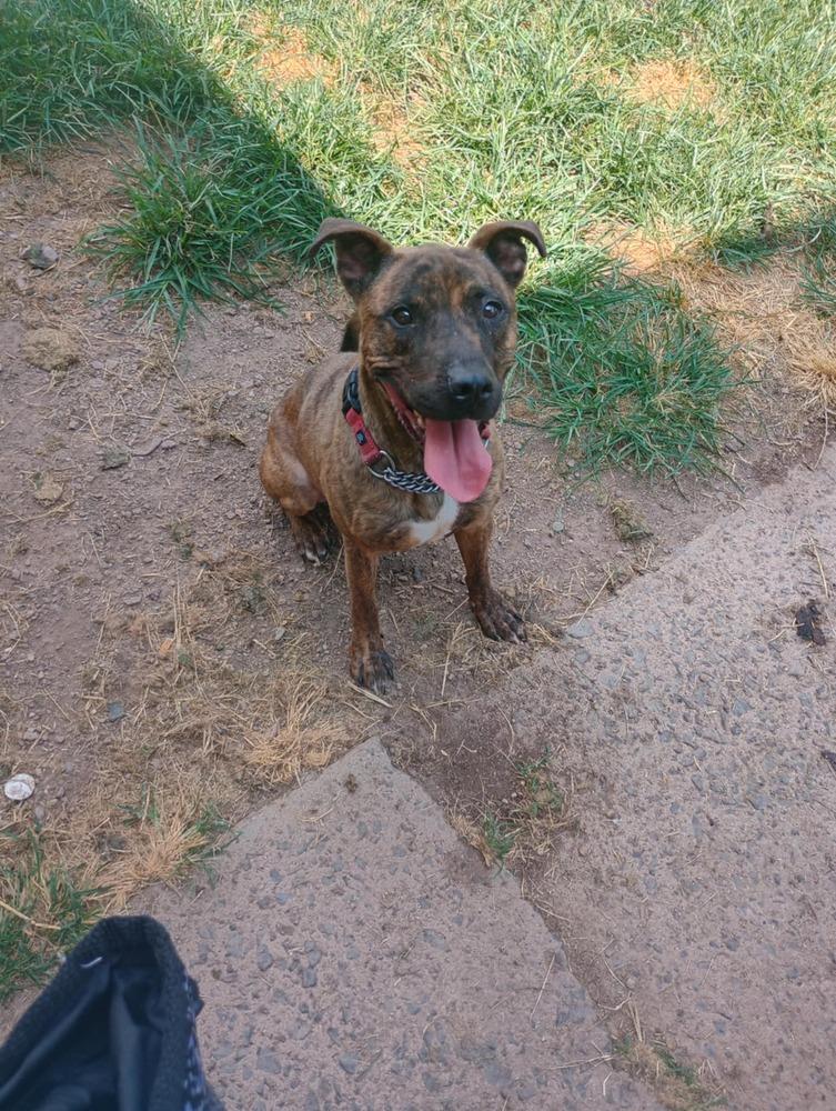 Enlarge Ben, a Adoptable mixed breed in Auburn, PA image 2/3