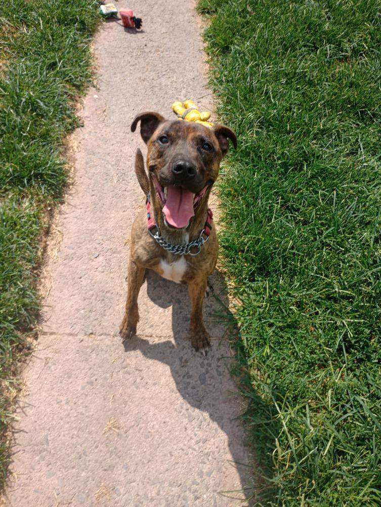 Enlarge Ben, a Adoptable mixed breed in Auburn, PA image 3/3