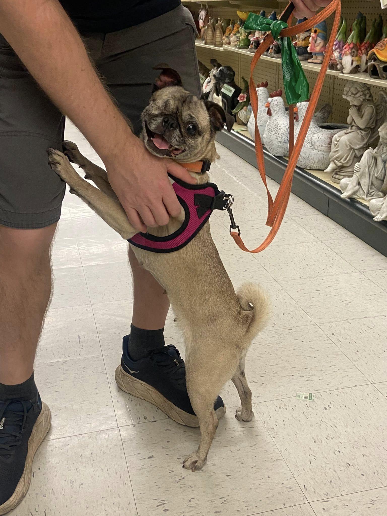 Enlarge Spaghetti, a Adoptable Pug in Scottsdale, AZ image 3/5