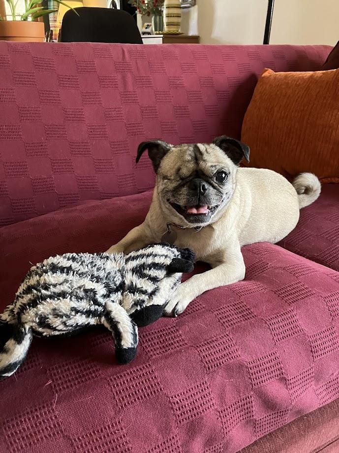 Chloe, Adoptable, Adult Female Pug.