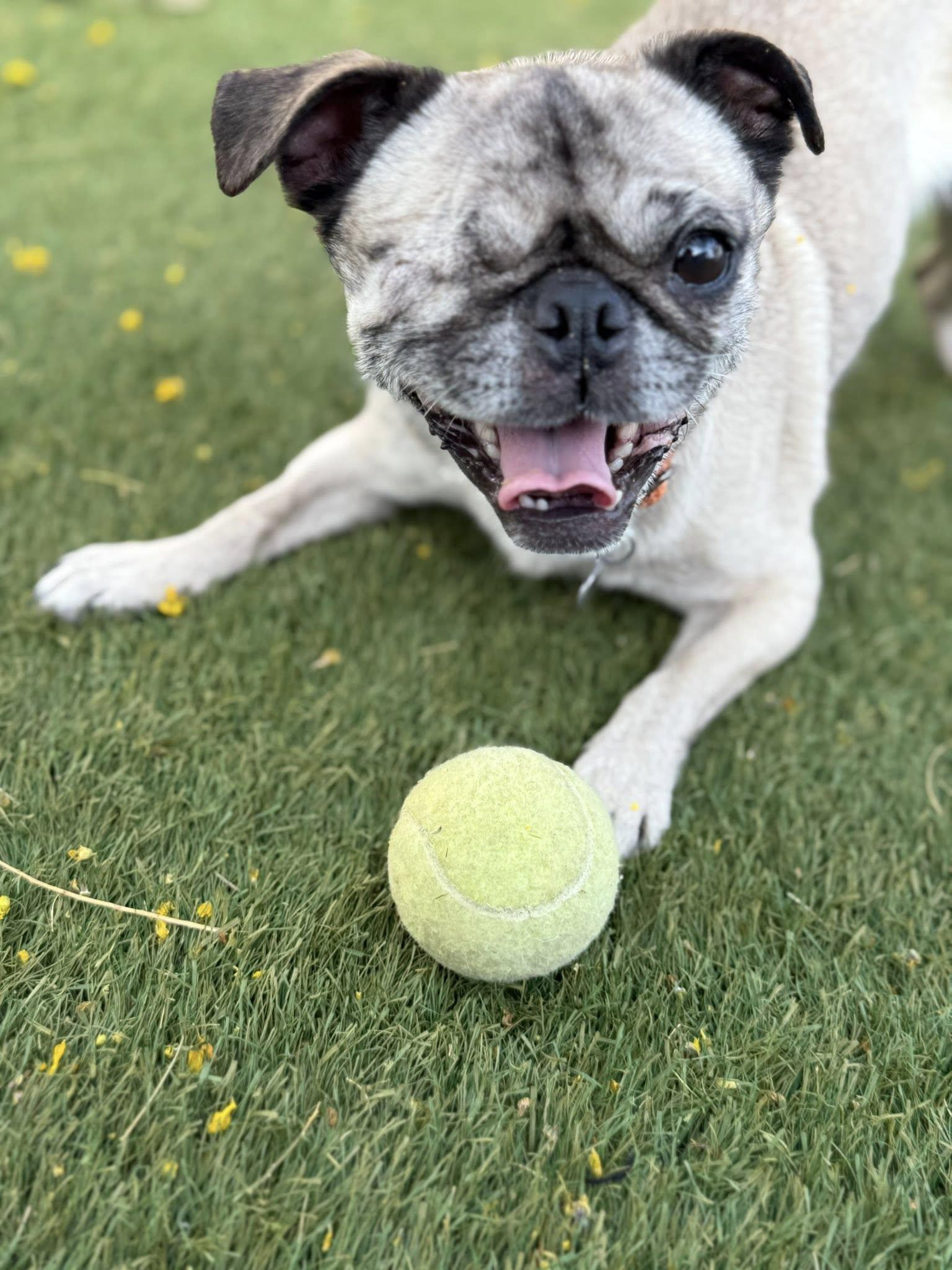 Enlarge Spaghetti, a Adoptable Pug in Scottsdale, AZ image 4/5