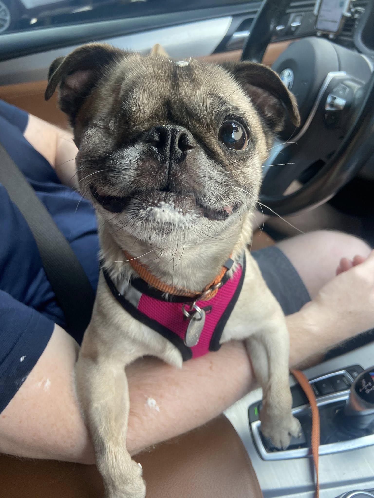 Enlarge Spaghetti, a Adoptable Pug in Scottsdale, AZ image 1/5