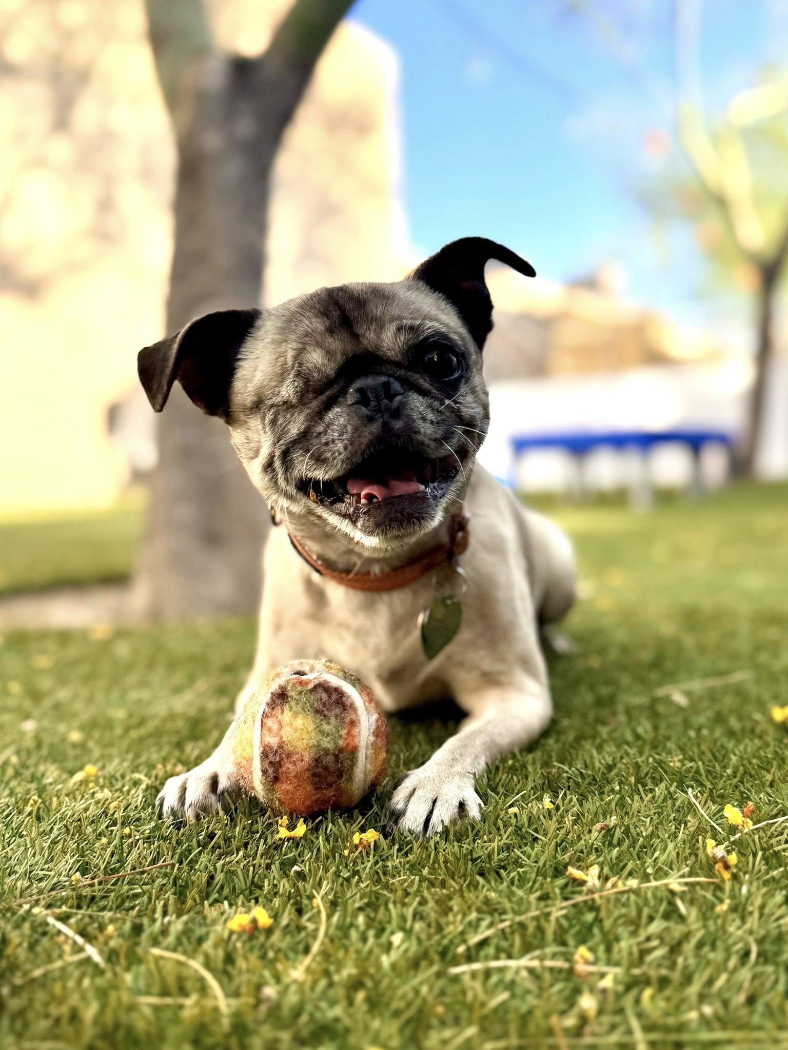 Enlarge Spaghetti, a Adoptable Pug in Scottsdale, AZ image 2/5