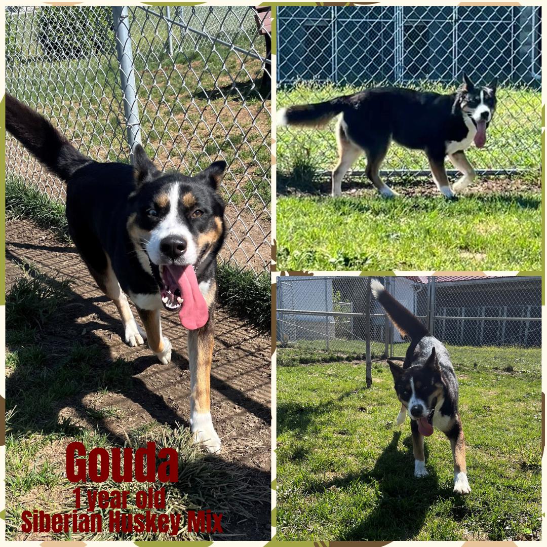 Enlarge Gouda, a Adoptable Siberian Husky in Franklin, IN image 1/1