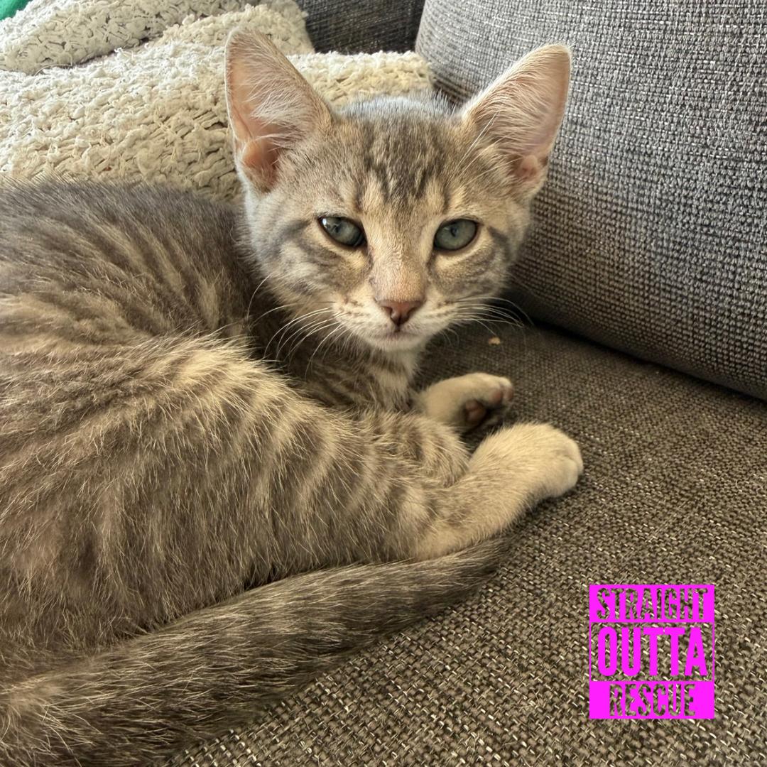 Pat Benaclaw, an adopted Domestic Short Hair in Vancouver, BC image 2/4