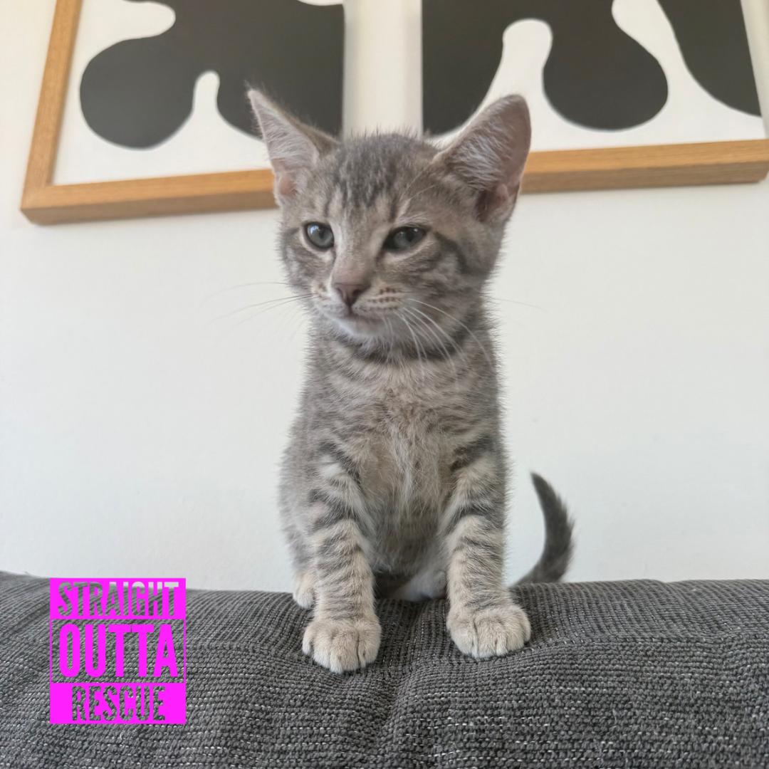 Pat Benaclaw, an adopted Domestic Short Hair in Vancouver, BC image 1/4